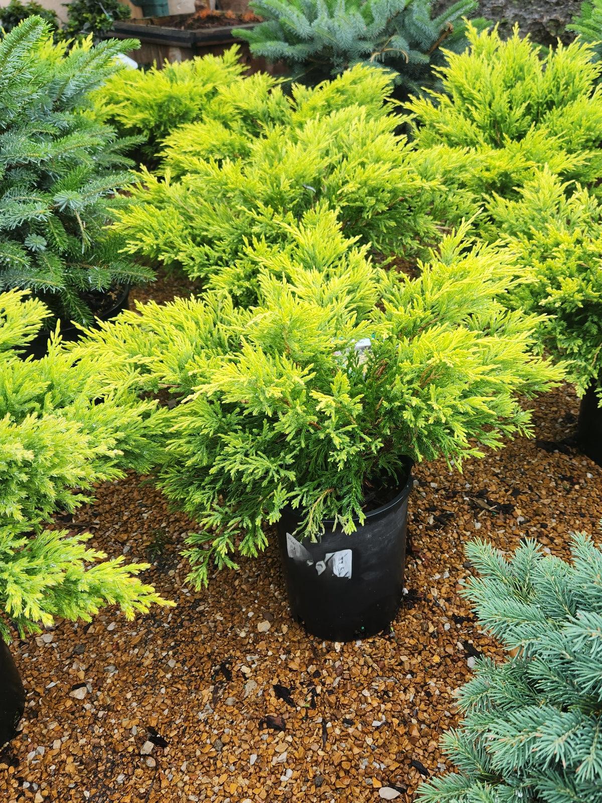 Juniper, Creeping Rug 'Limeglow' (Juniperus)