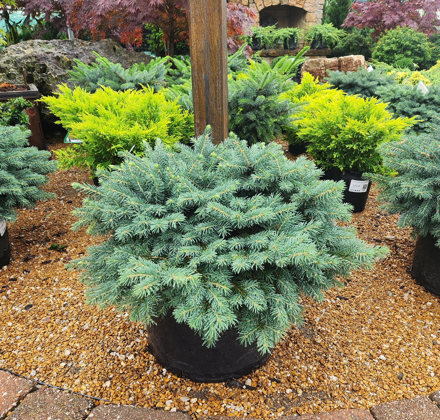 Spruce, Blue Spreading 'Waldbrunn' (Picea)