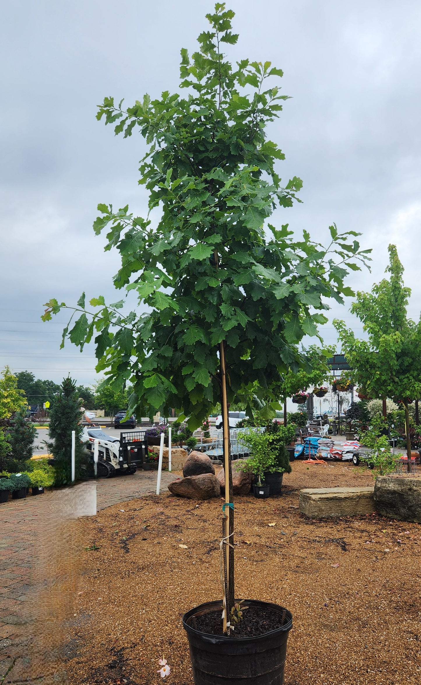 Oak, White Swamp (Quercus)