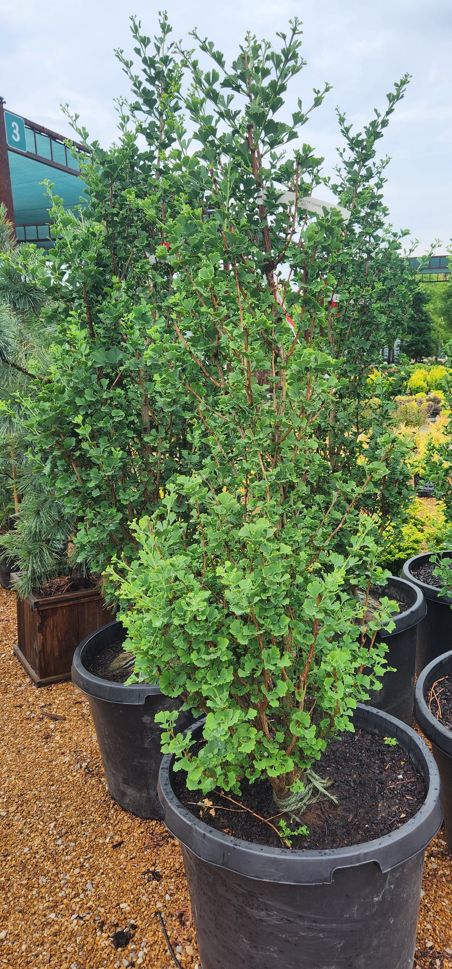 Maidenhair Tree, Male 'Go Go' (Ginkgo)