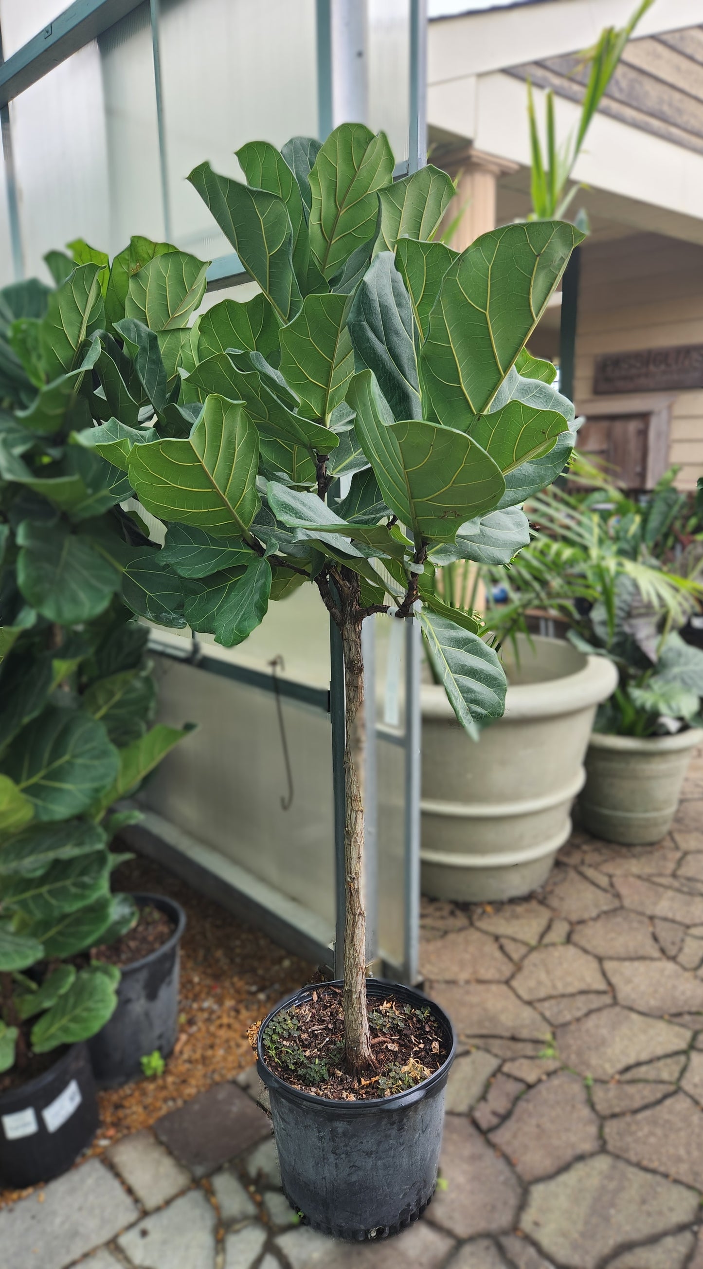 Fig Tree, Fiddle-leaf (Ficus)