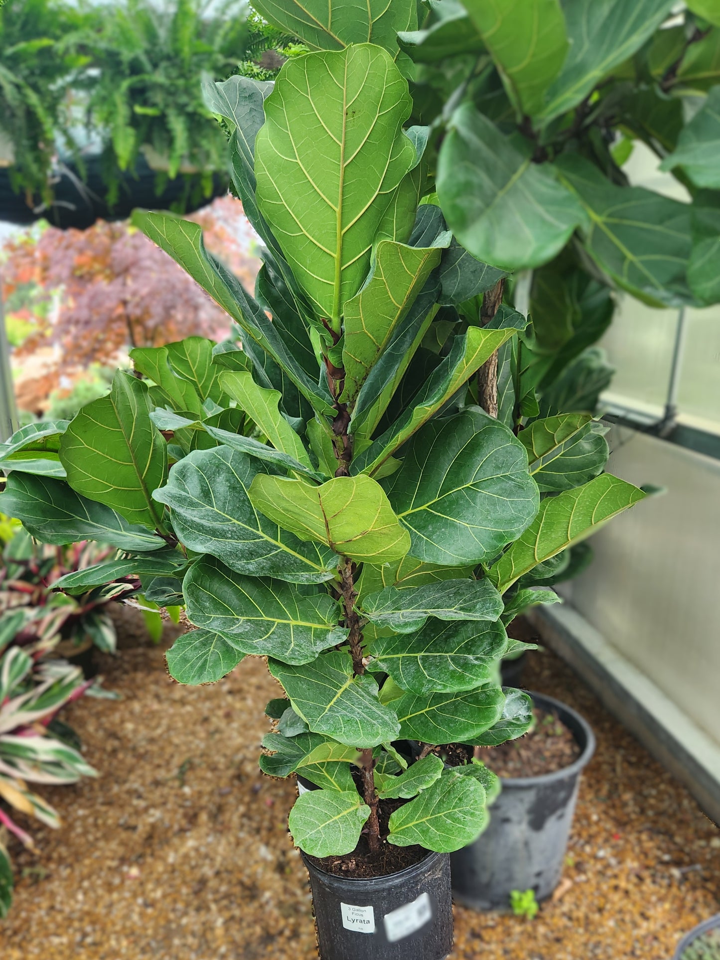 Fig Tree, Fiddle-leaf (Ficus)
