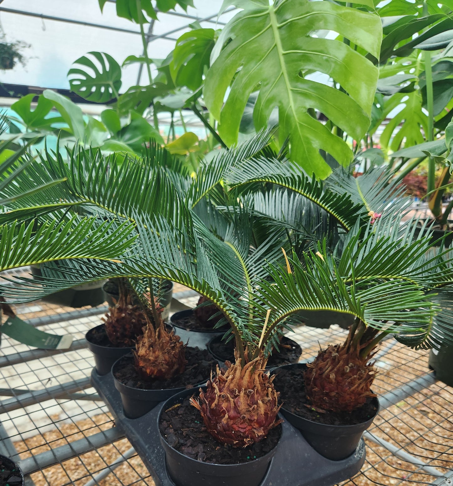 Palm, Sago (Metroxylon)