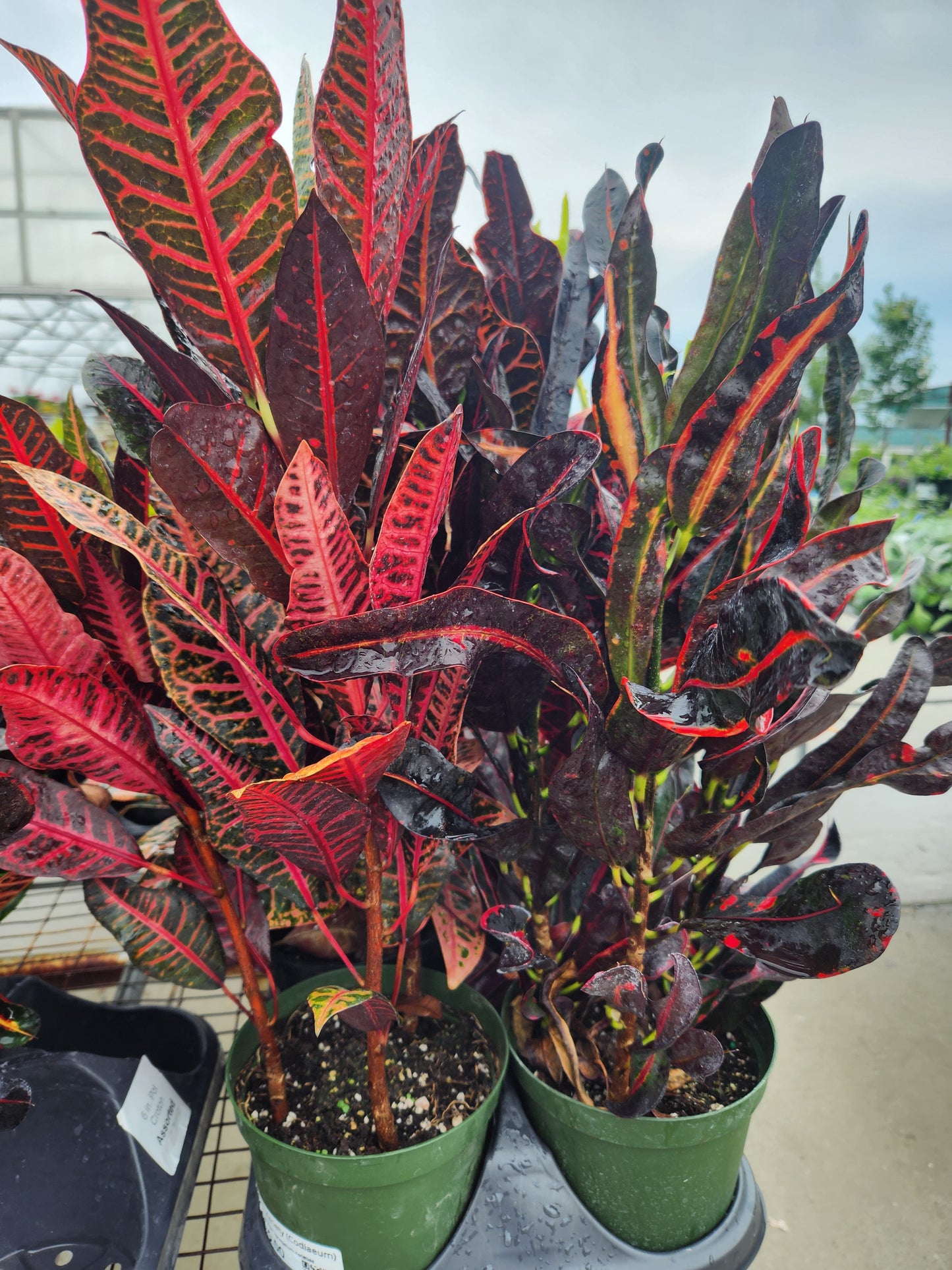 Croton, Variety (Codiaeum)