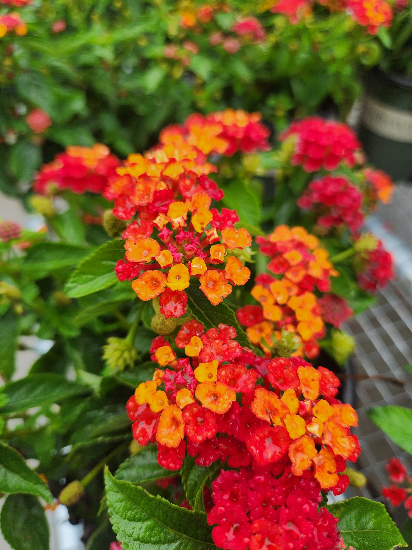 Calico Bush 'Hot Blooded' (Lantana)