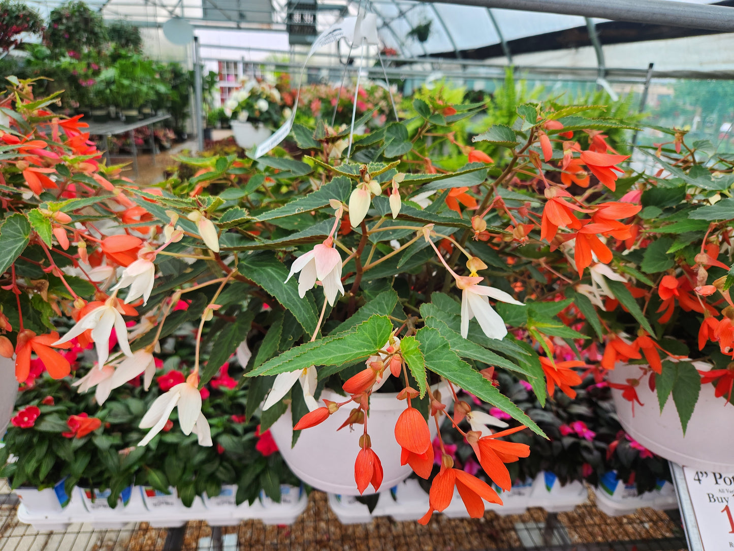 Begonia, Trailing Hybrid (Begonia)