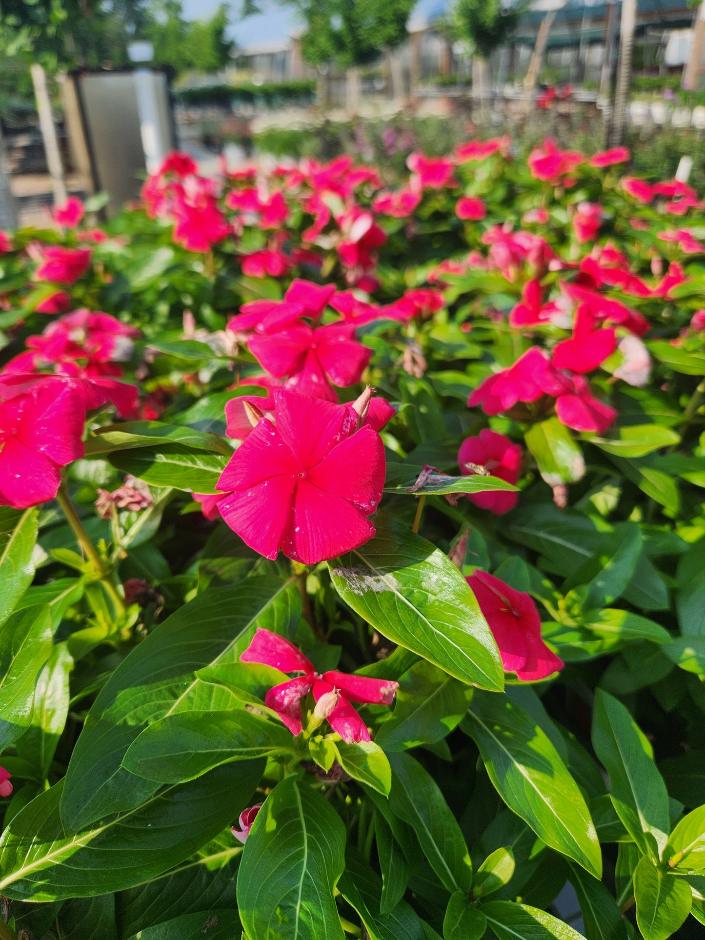 Vinca, Madagascar Flowering / Cape Periwinkle (Catharanthus) Titan Series