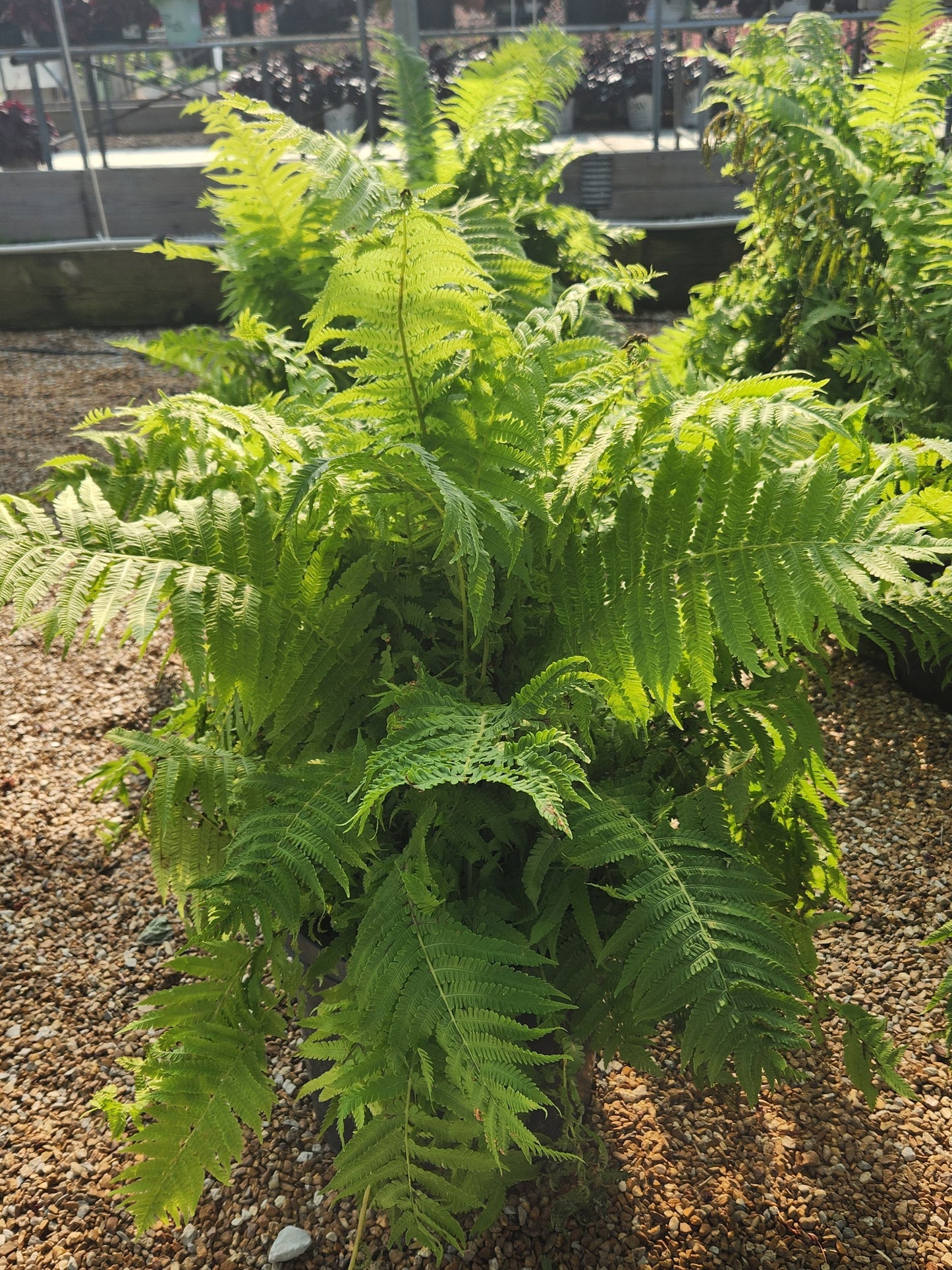 Fern, Ostrich (Matteuccia)