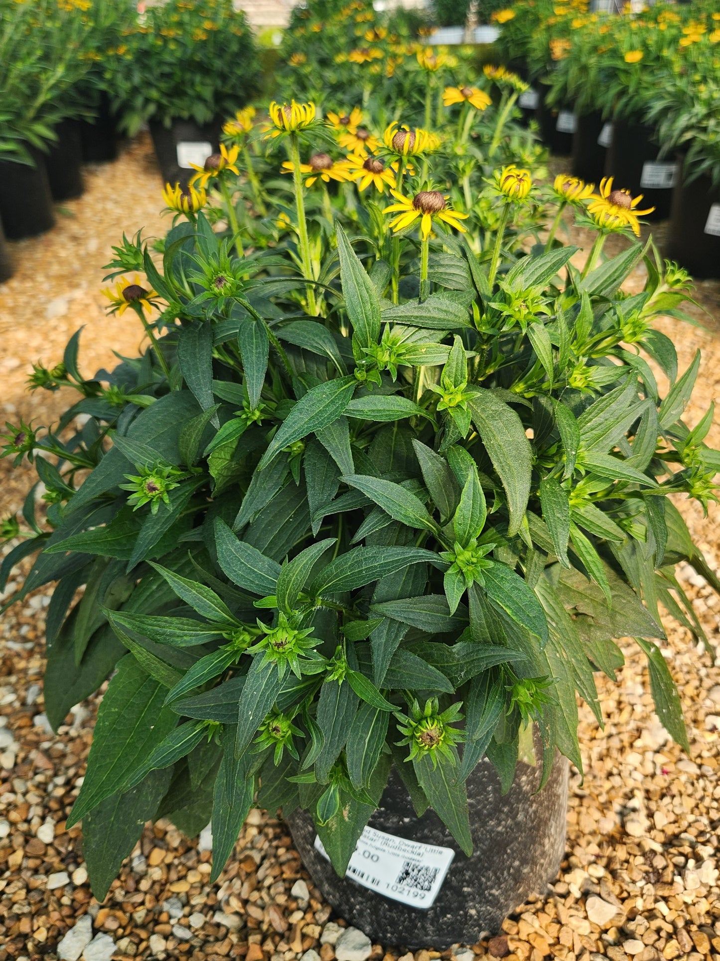 Black-eyed Susan, Dwarf 'Little Goldstar' (Rudbeckia)