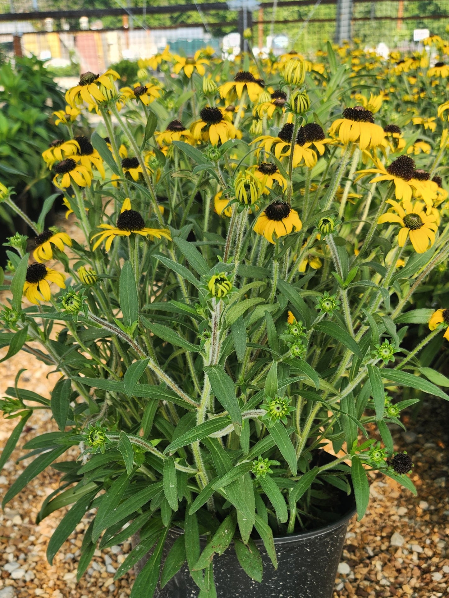 Black-Eyed Susan 'Glitters Like Gold' (Rudbeckia)