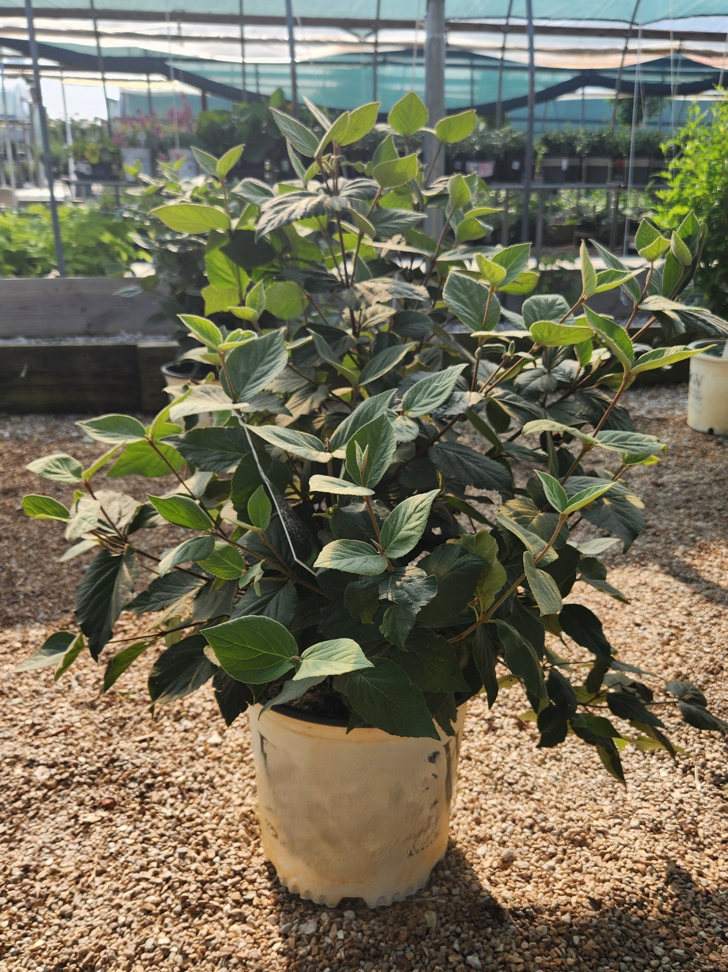 Arrowwood, Korean Spice 'Spice Baby' (Viburnum)