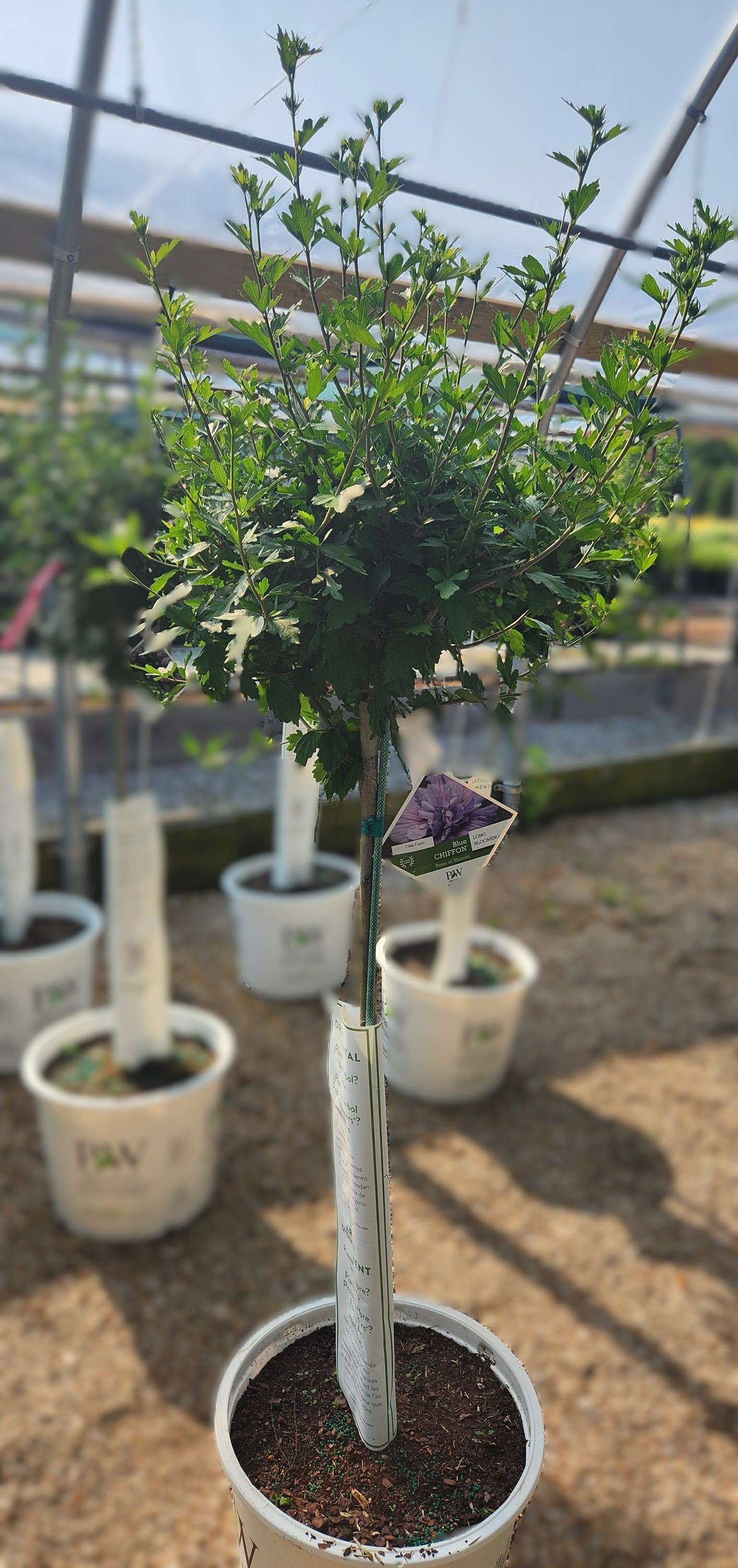Rose-of-Sharon / Althea 'Blue Chiffon' (Hibiscus) Patio Tree