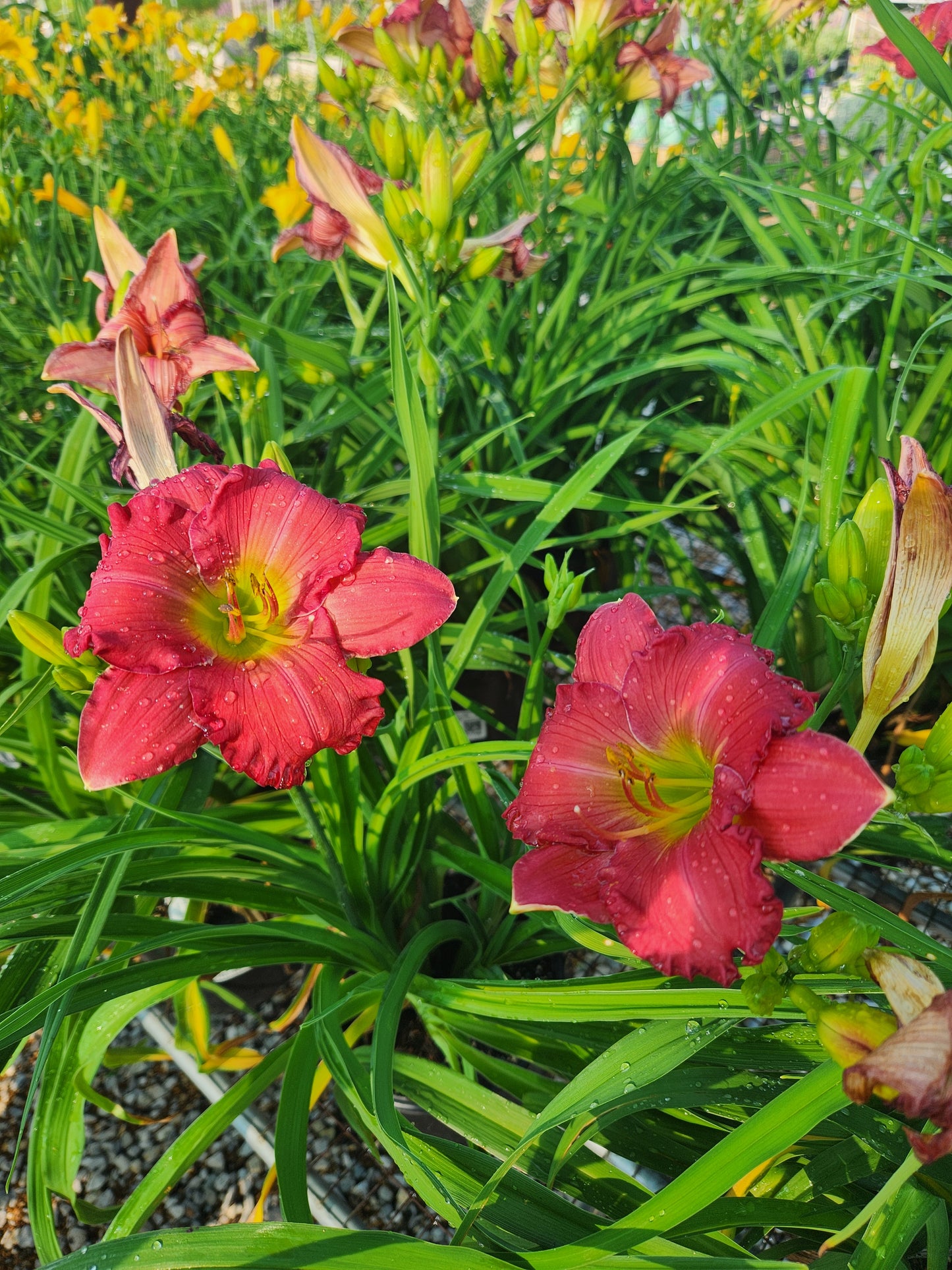 Daylily, 'Happy Ever After Passionate Returns' (Hemerocallis)