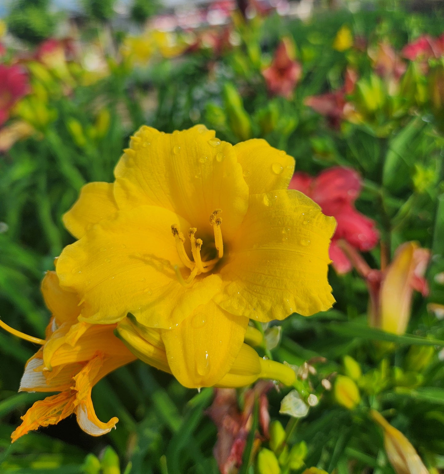 Daylily 'Mini Stella' (Hemerocallis)