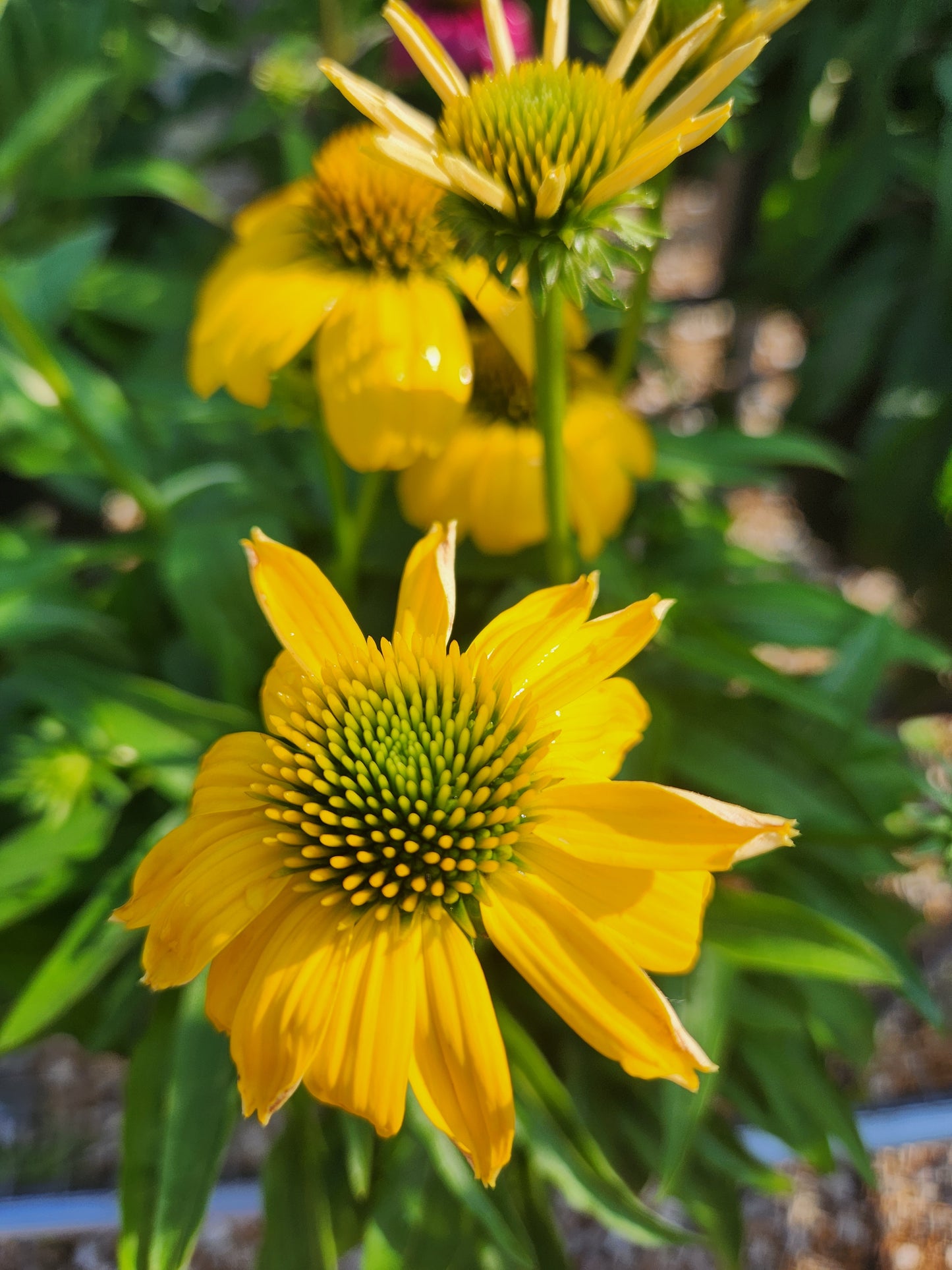 Coneflower, 'Sombrero Lemon Yellow' (Echinacea)