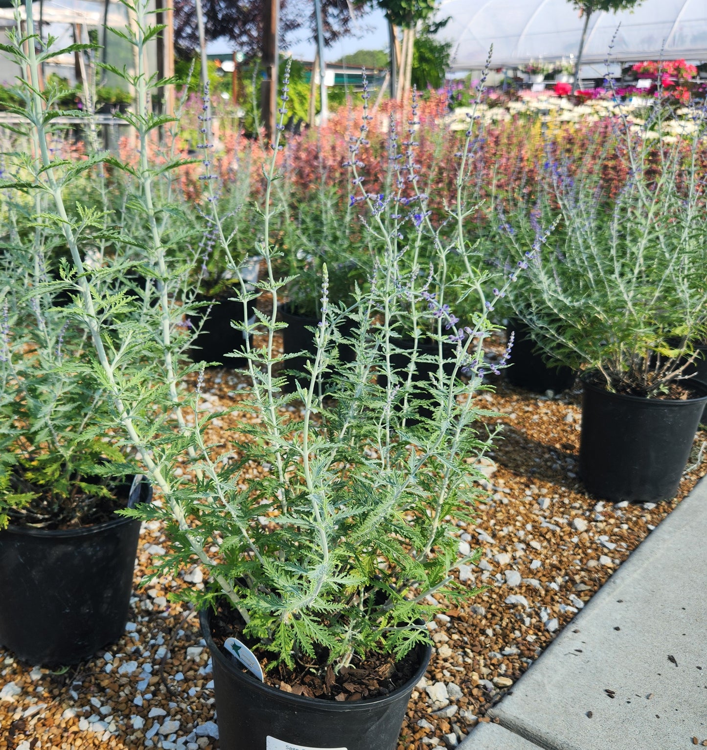 Sage, Russian 'Little Spires' (Perovskia)