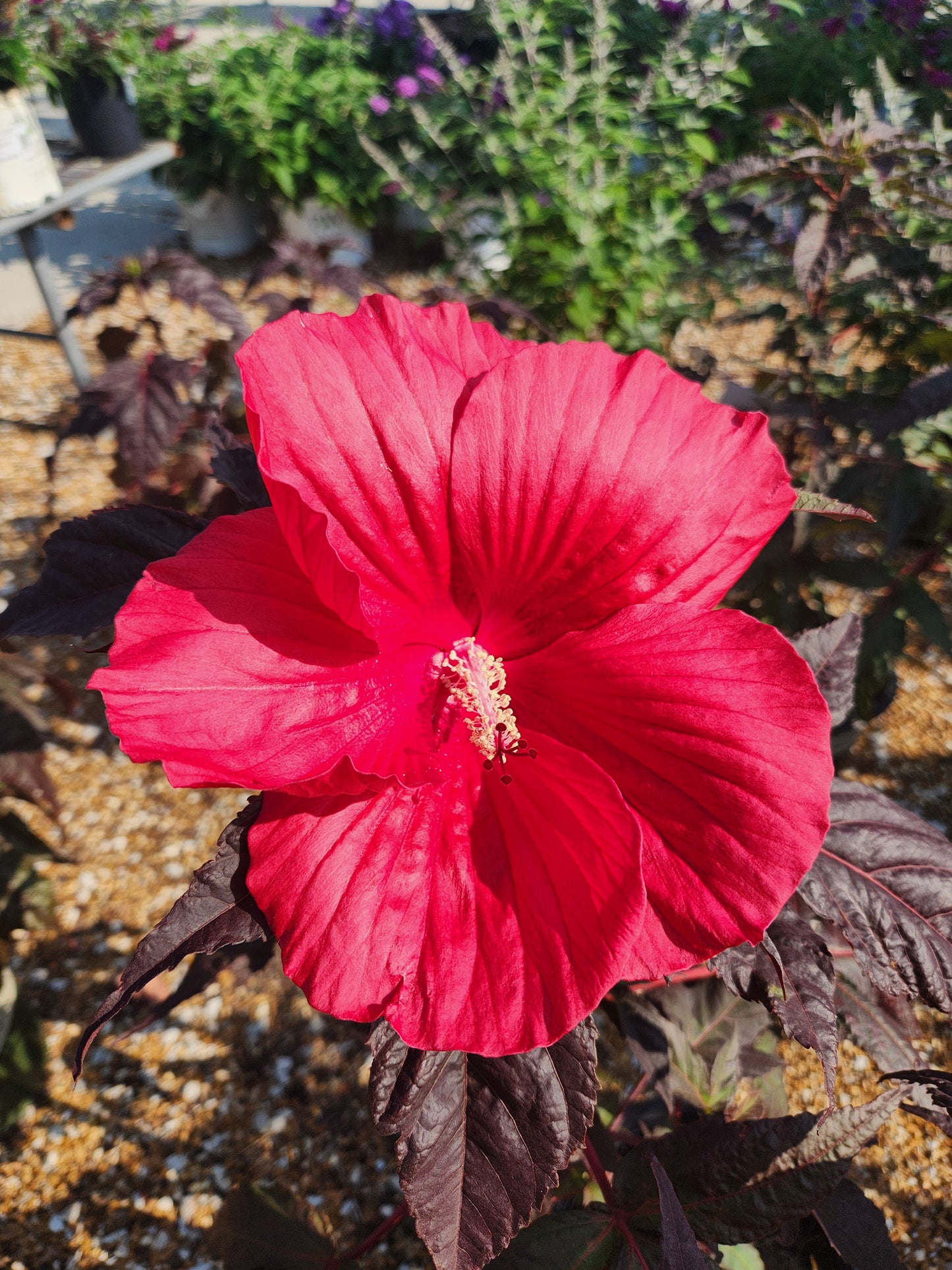 Rose Mallow, Hardy 'Moonshadow Morello' (Hibiscus)