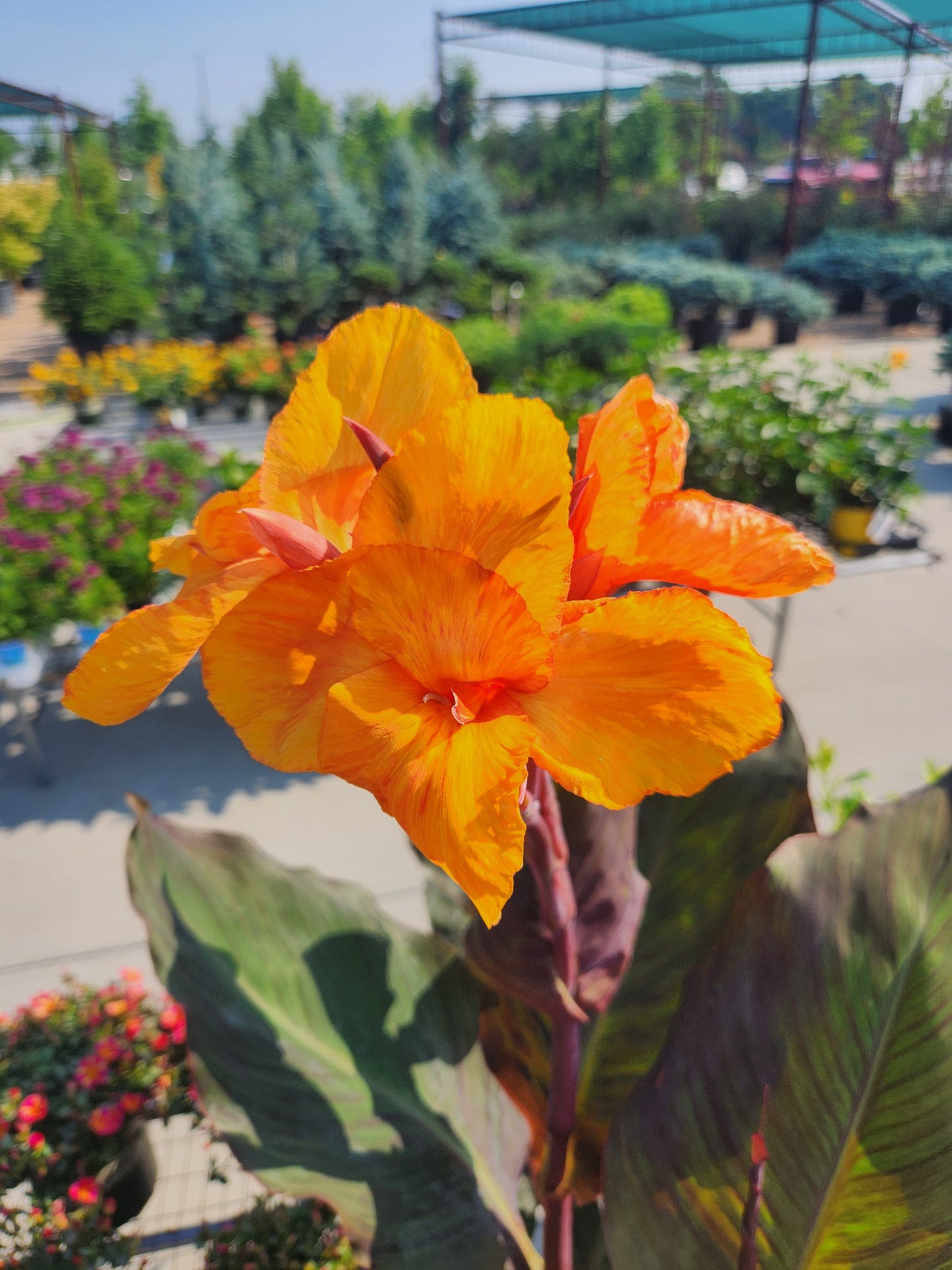Indian Shot / African Arrowroot 'Wyoming' (Canna)