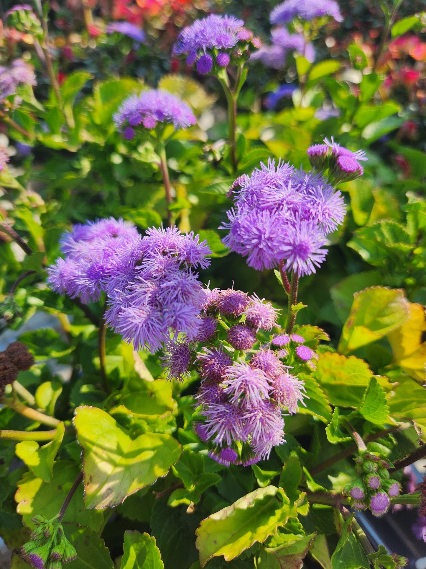 Flossflower (Ageratum)
