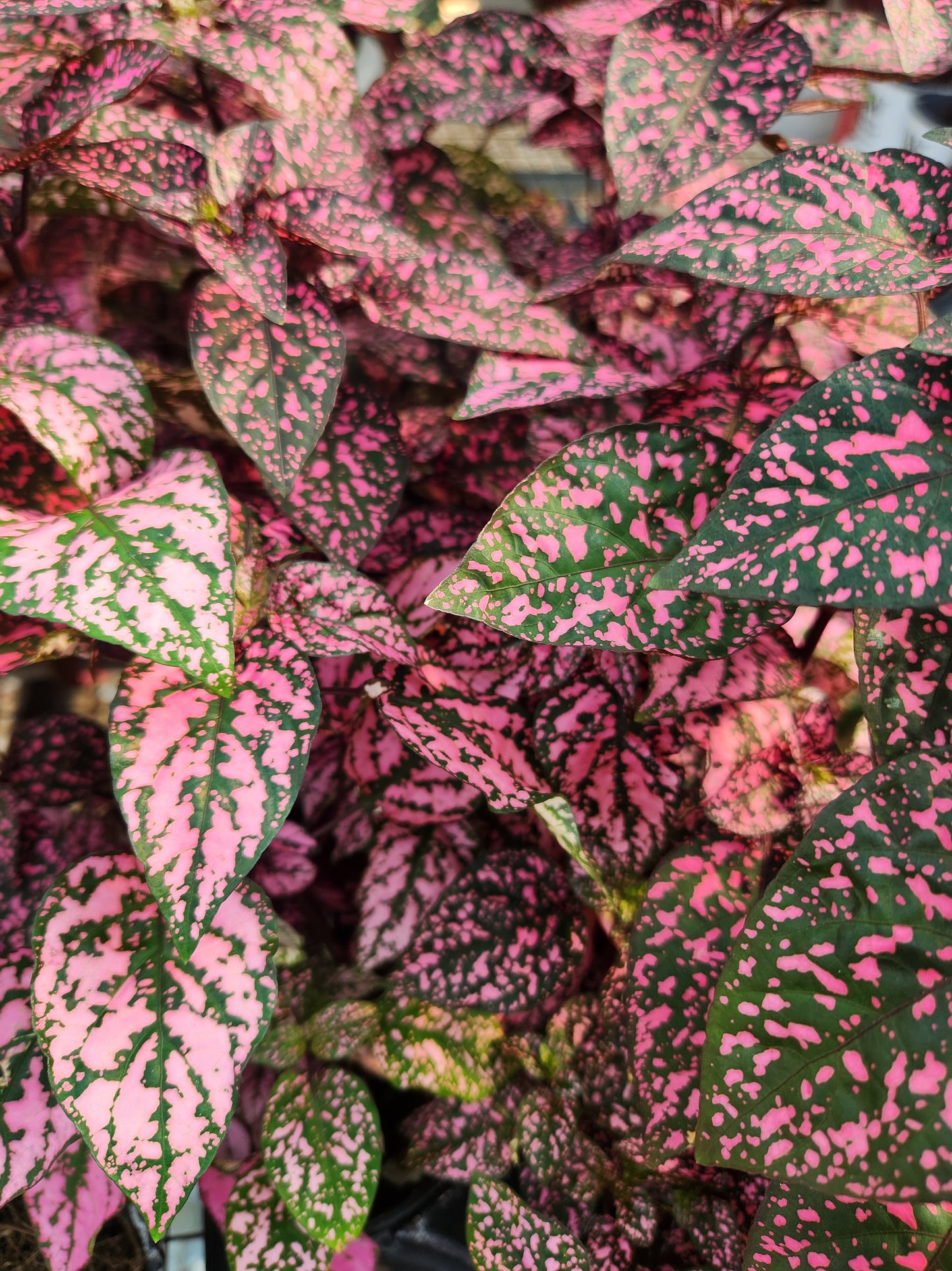 Polka Dot Plant / Splash Plant (Hypoestes)