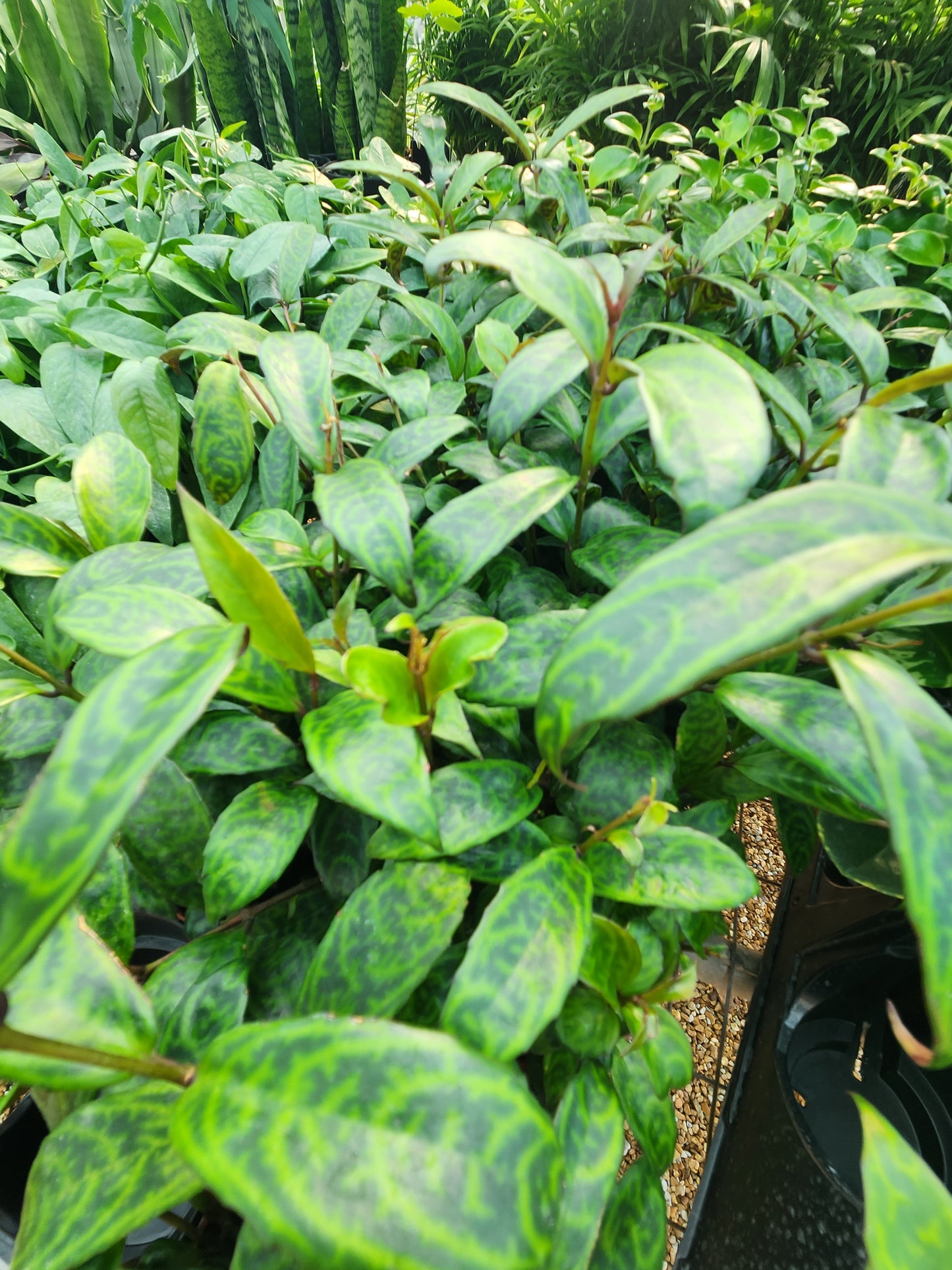 Lipstick Plant 'Black Pagoda' (Aeschynanthus)
