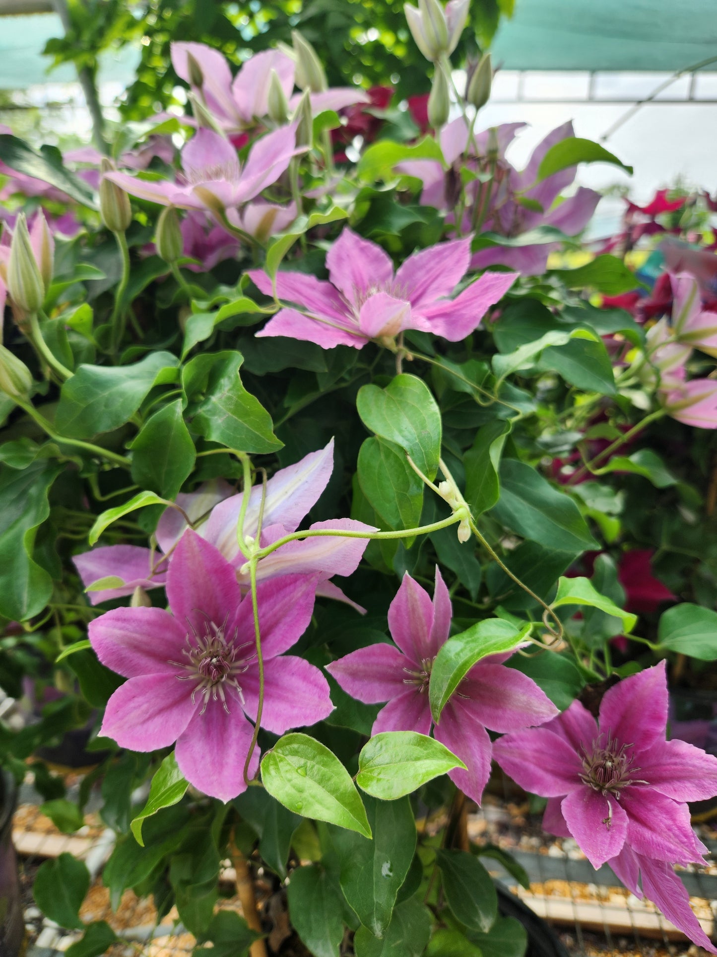 Vine, Clematis Boulevard Compact Patio 'Bridgewater' (Clematis)