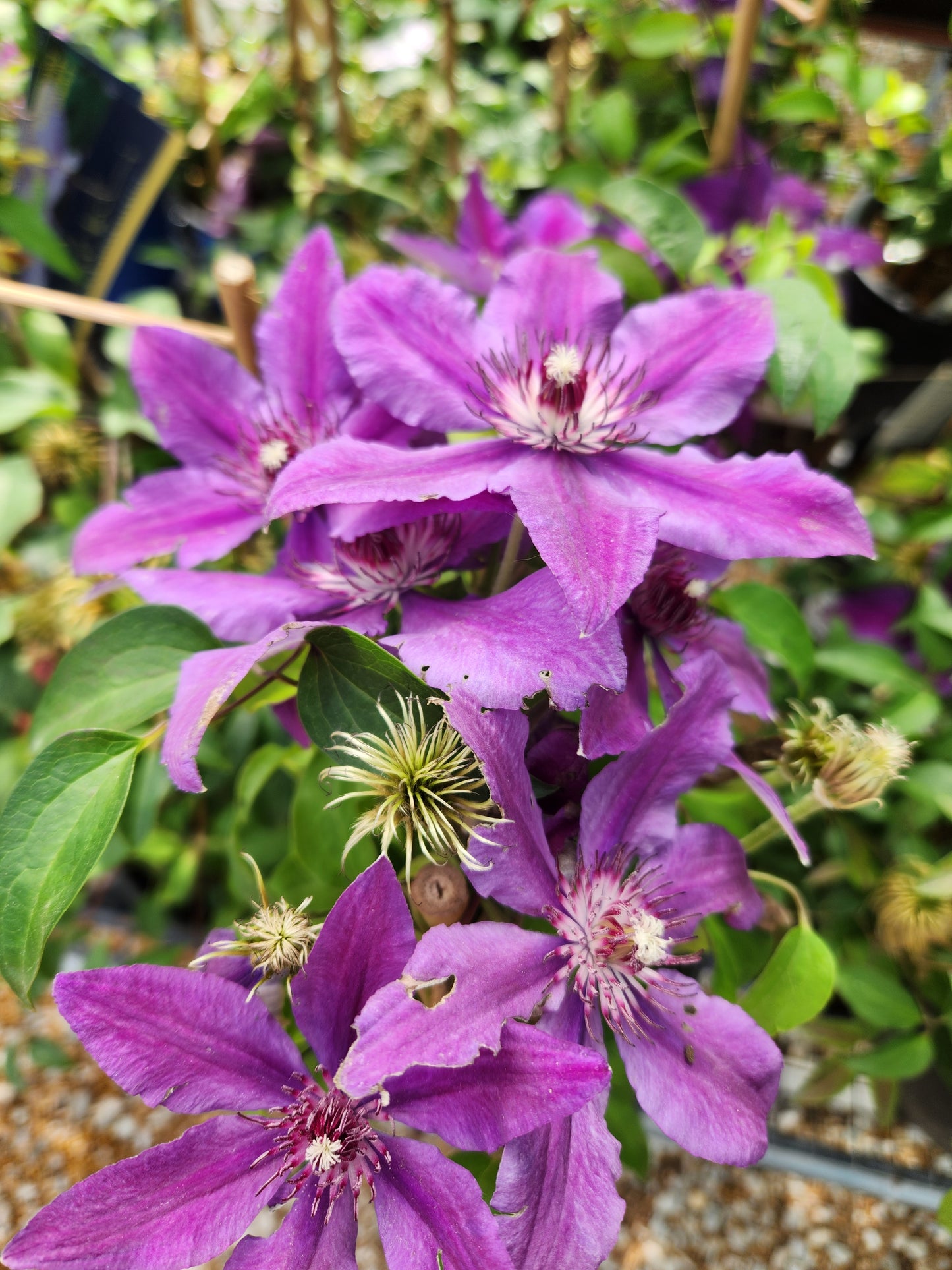 Vine, Clematis Boulevard Compact Patio 'Paulie' (Clematis)
