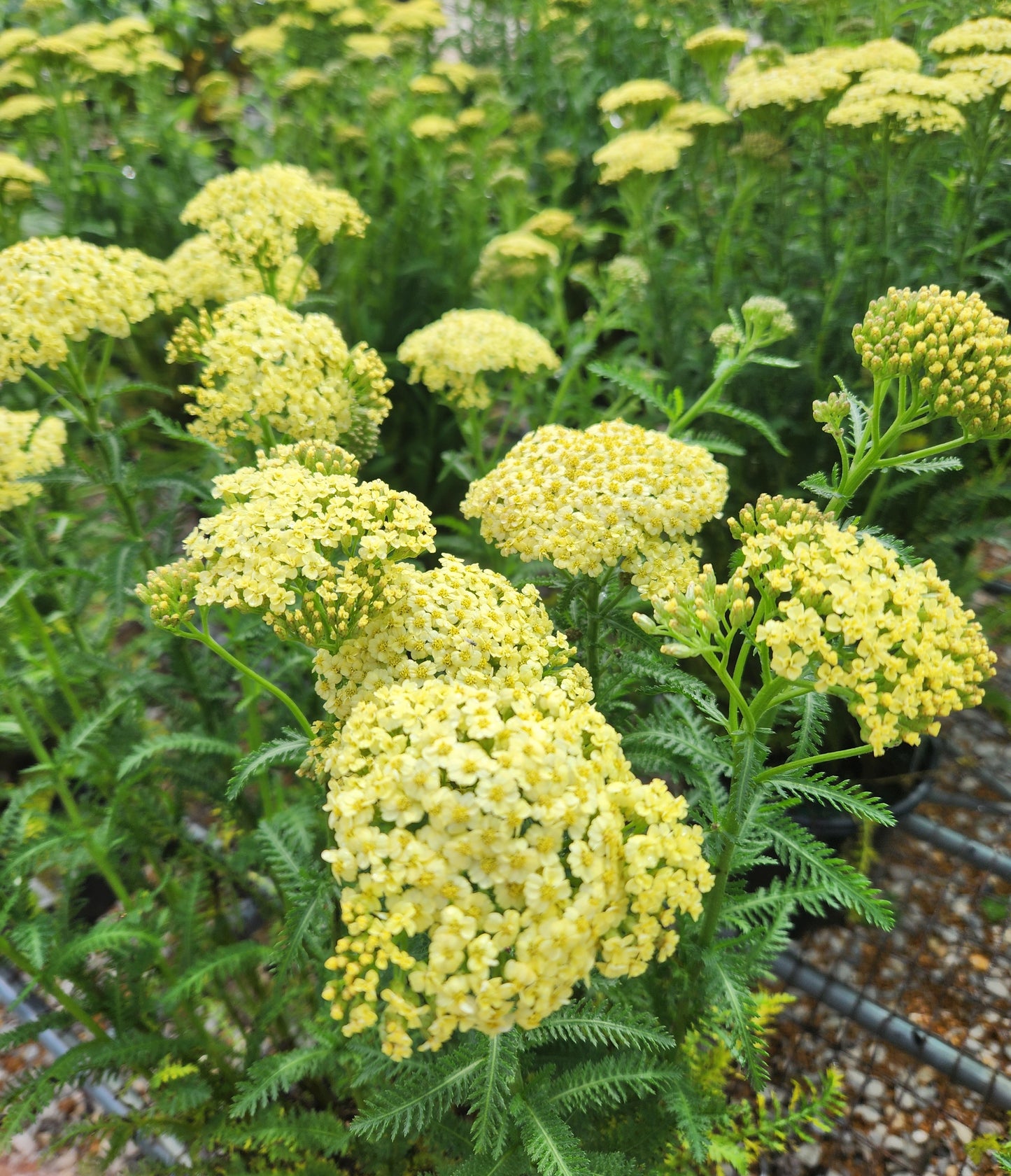 Yarrow 'Sunny Seduction' (Achillea)