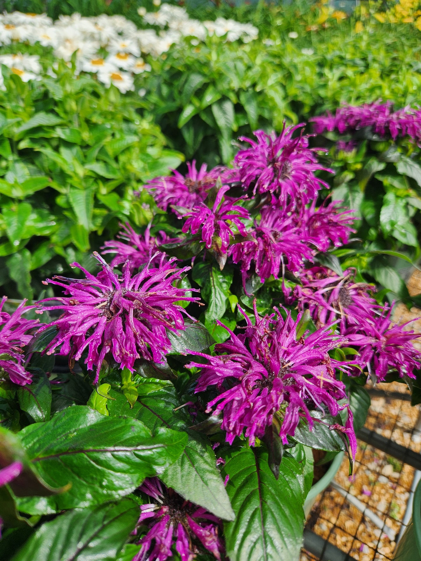 Beebalm 'Sugar Buzz Rockin Raspberry' (Monarda)