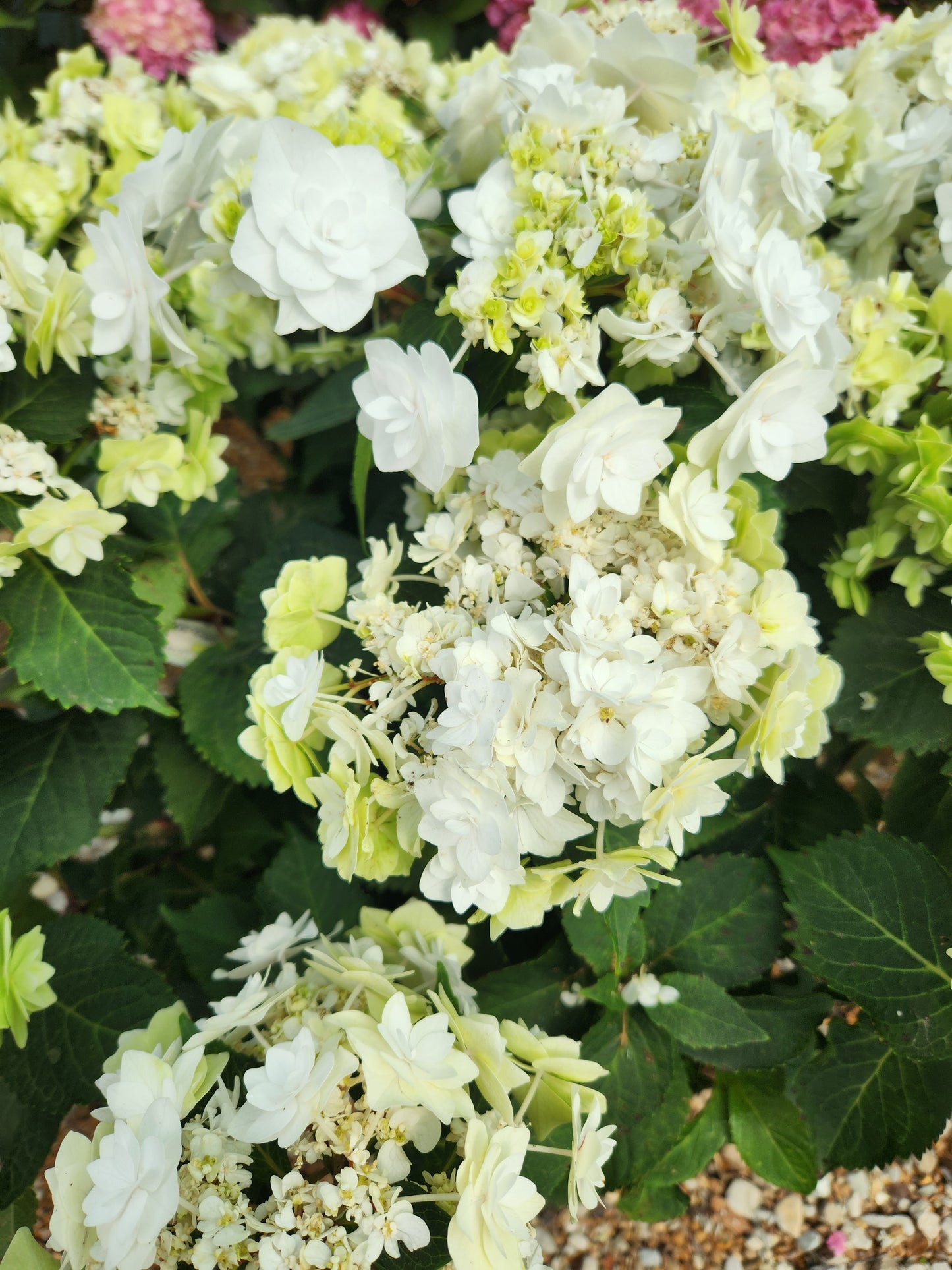 Hydrangea, Big-leaf Mophead 'Wedding Gown' (Hydrangea)