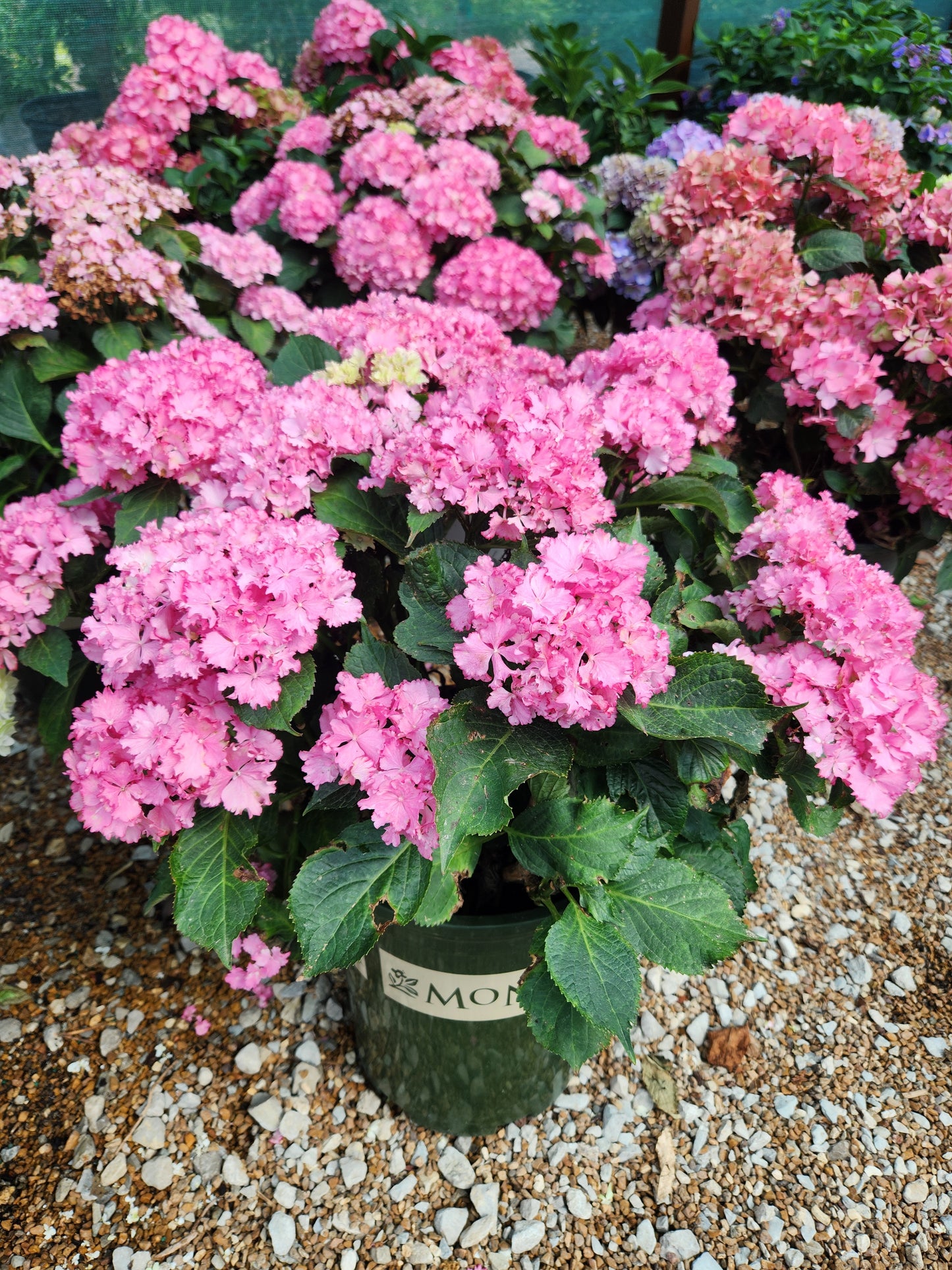 Hydrangea, Big-leaf Mophead 'Fire Island' (Hydrangea)