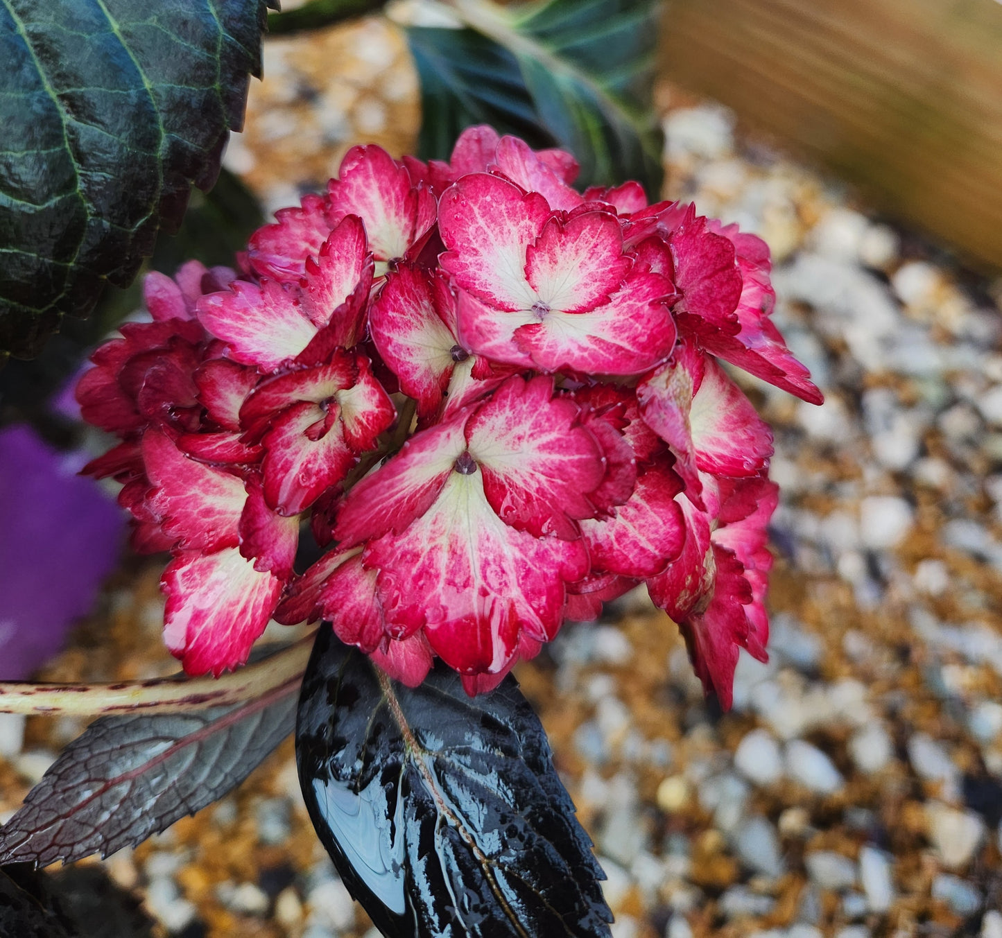 Hydrangea, Big-leaf Mophead 'Eclipse' (Hydrangea)