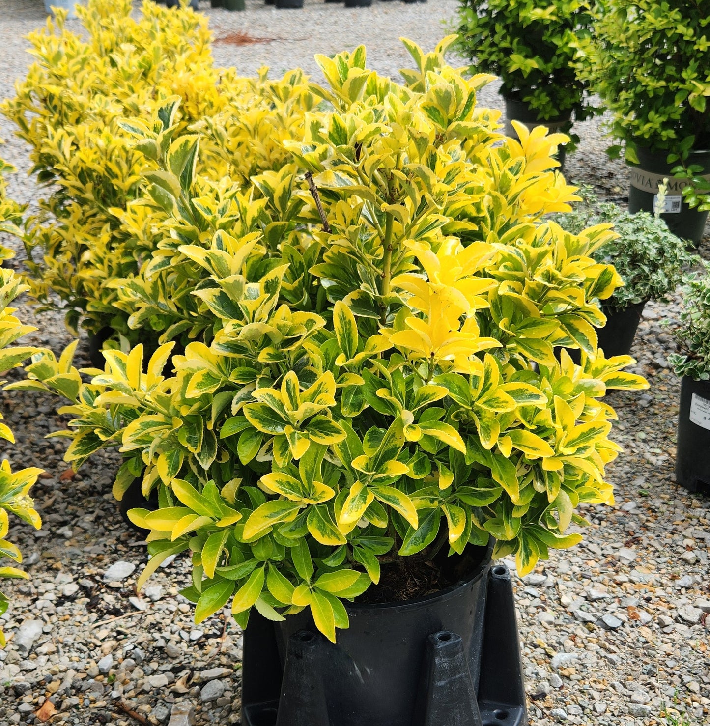 Wintercreeper, Japanese Golden 'Aureo-Marginatus' (Euonymus) Hedge