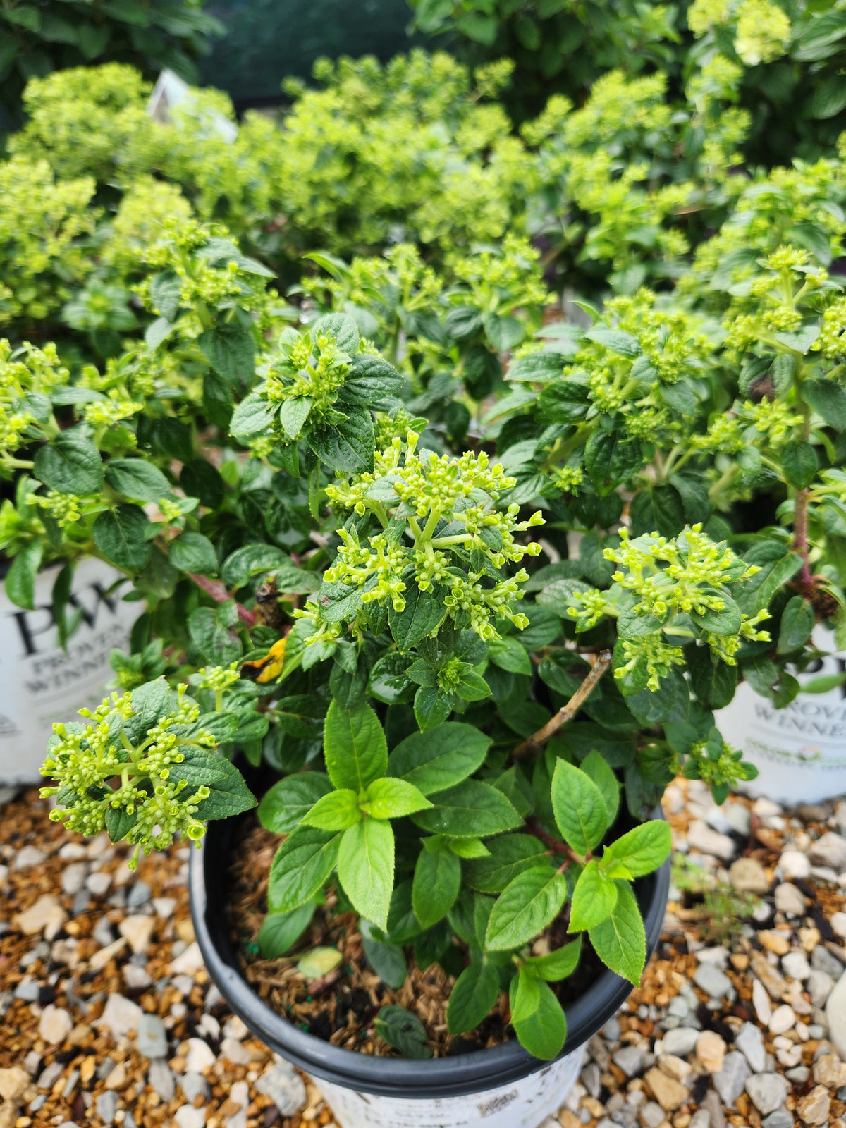 Hydrangea, Panicle 'Tiny Quick Fire' (Hydrangea)