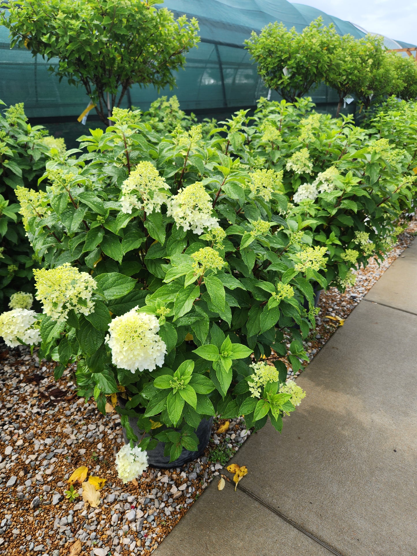 Hydrangea, Panicle 'Quick Fire Fab' (Hydrangea)
