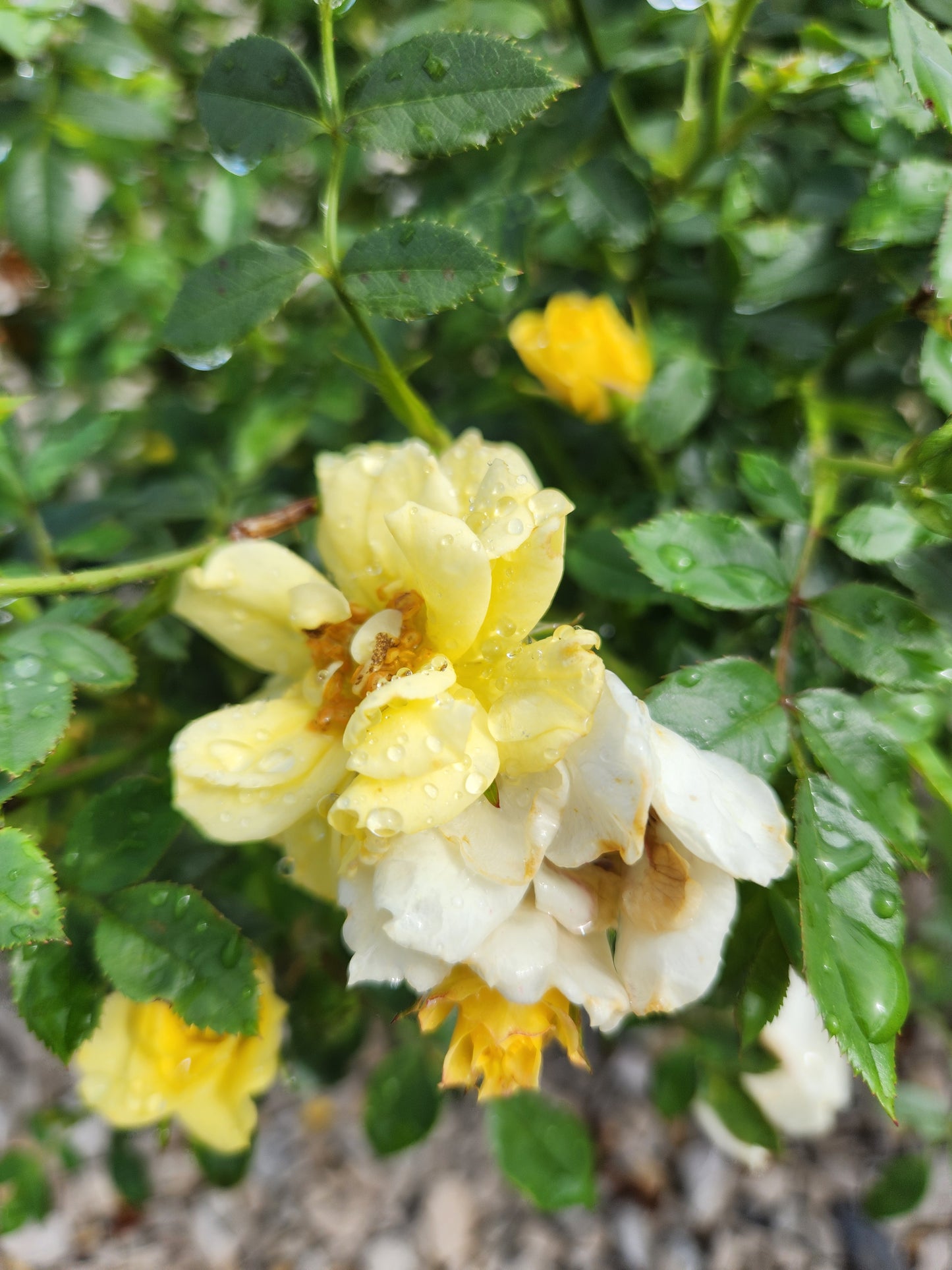 Rose, Spreading 'Lemon Drift' (Rosa)