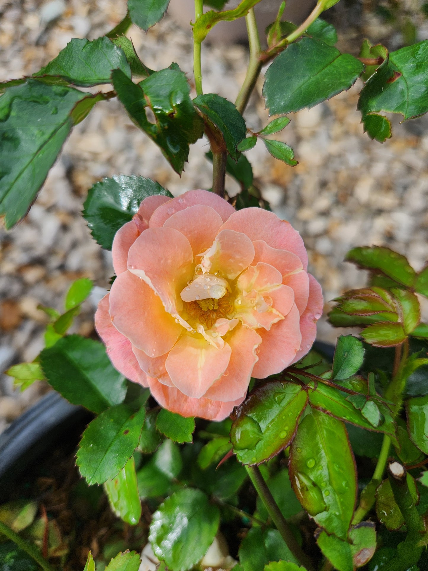 Rose, Spreading 'Peach Drift' (Rosa)