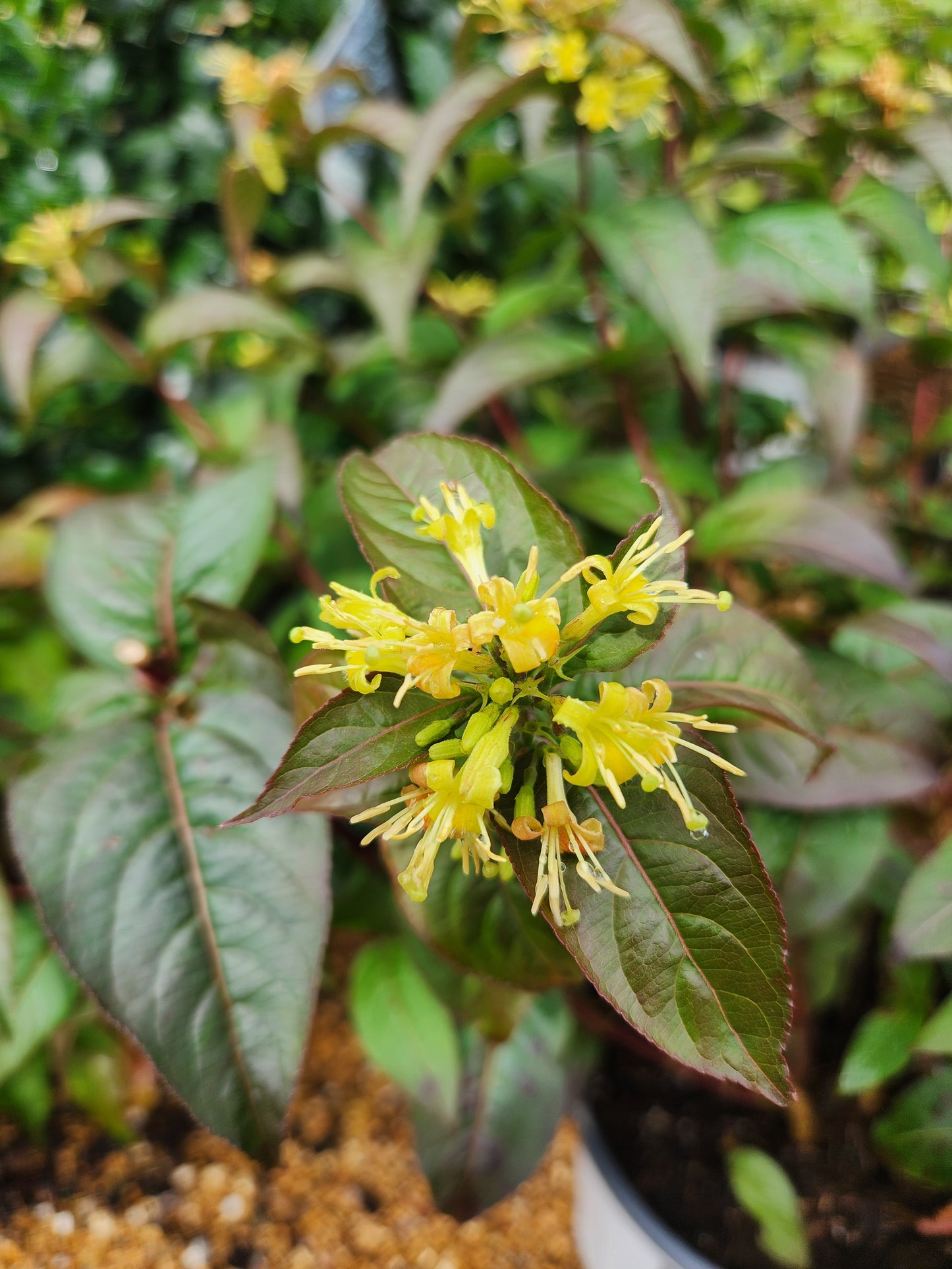 Honeysuckle, Bush 'Kodiak Black' (Diervilla)