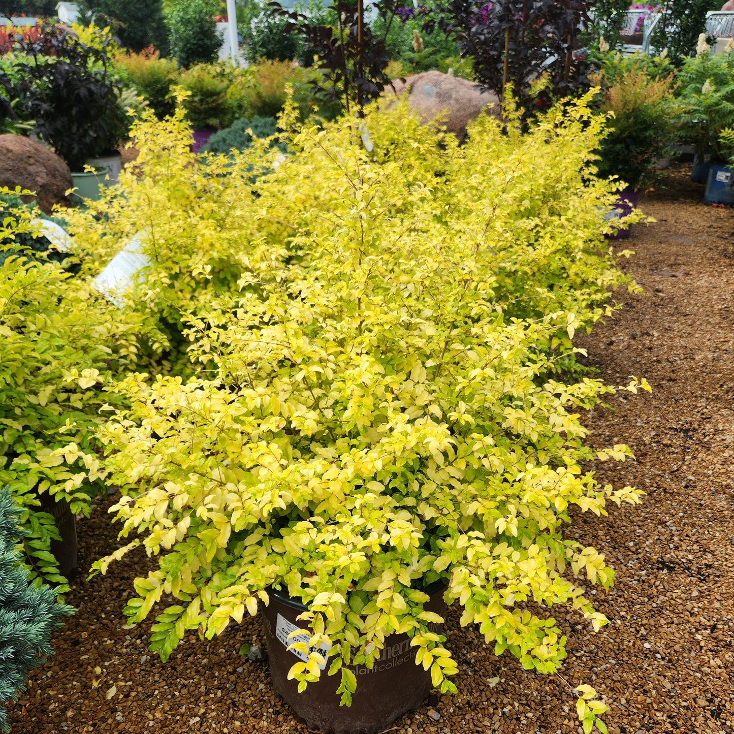 Privet, Chinese 'Sunshine' (Ligustrum)