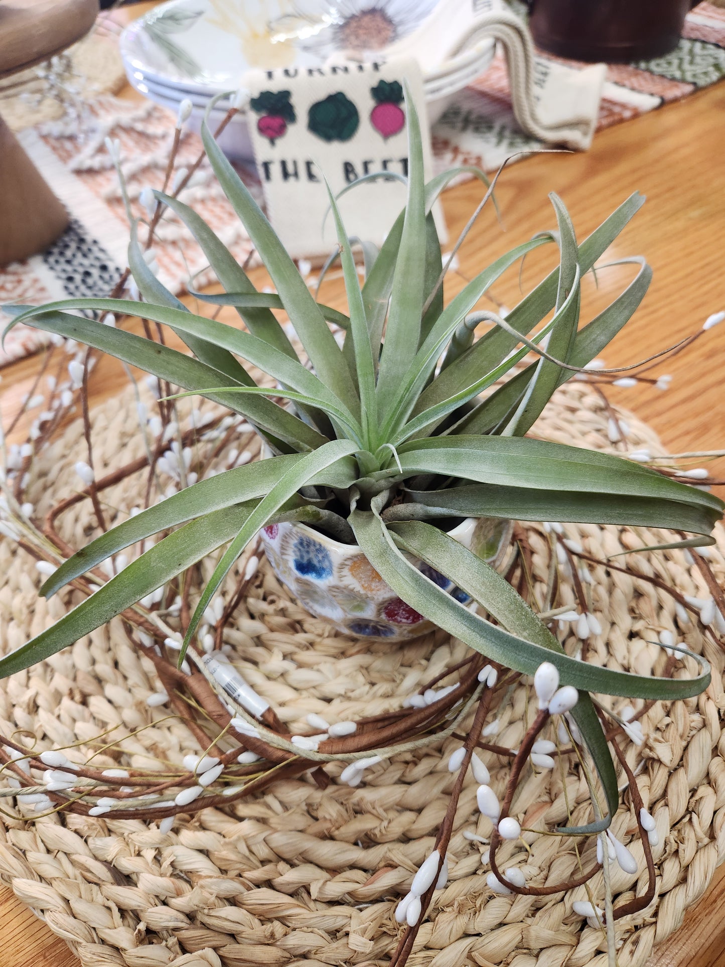 Air Plant / Bromeliad Varieties (Tillandsia)