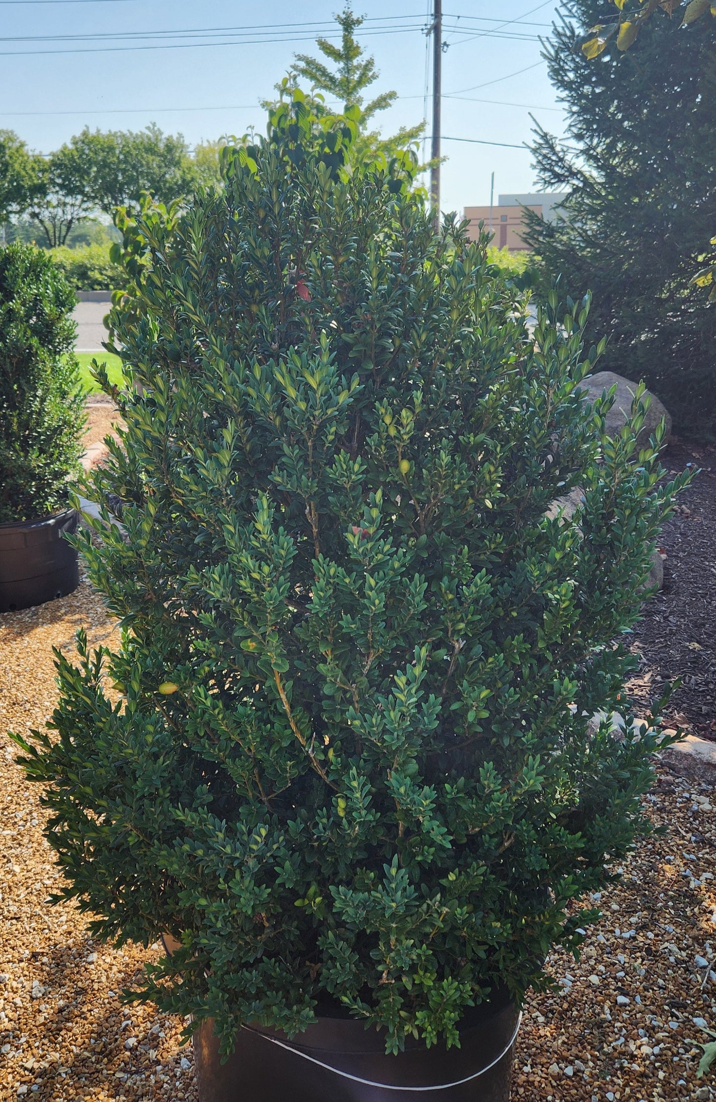 Boxwood, English / Common 'Newport Blue' (Buxus) Column