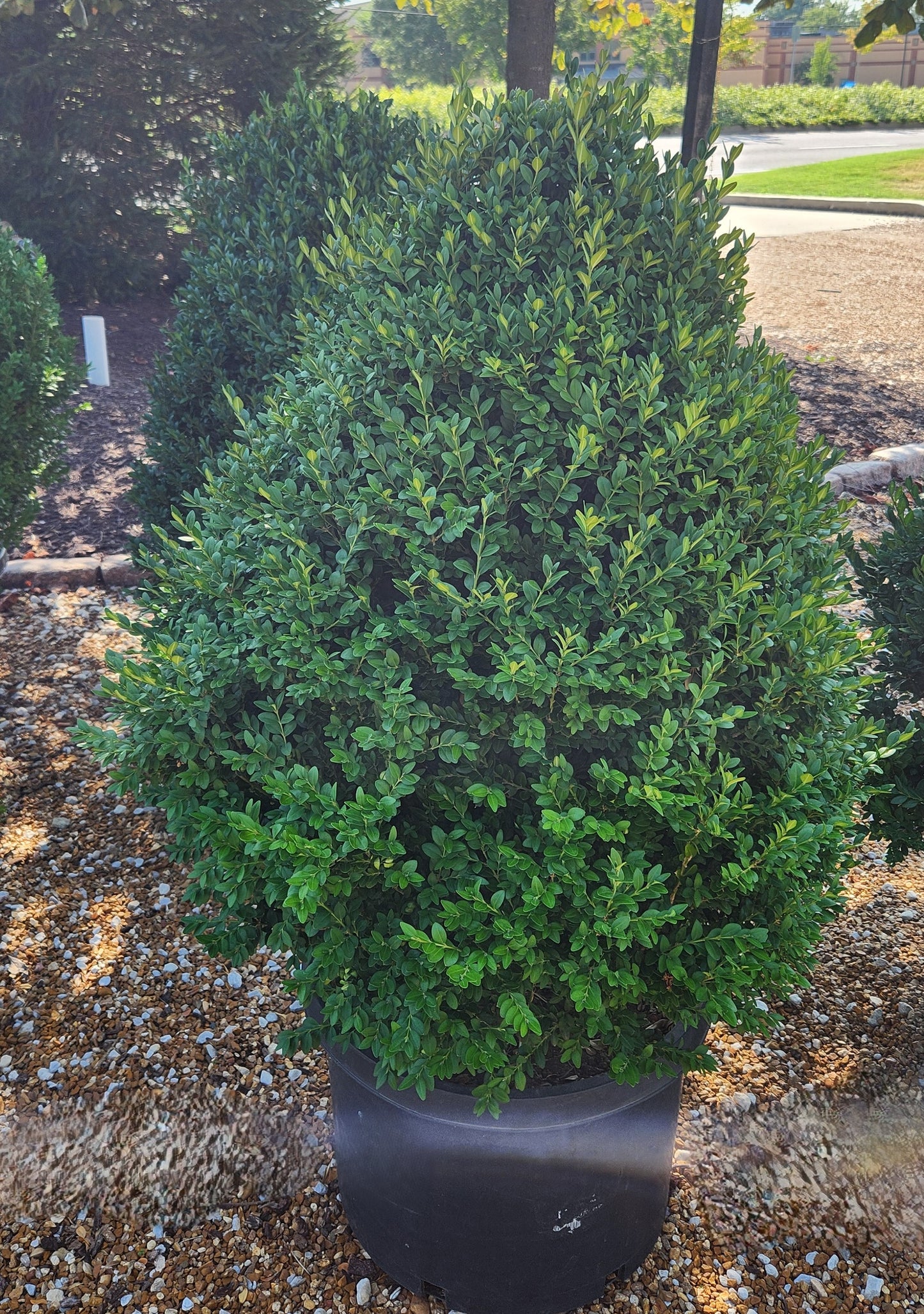 Boxwood, English / Common 'Green Mountain Select' (Buxus) Pyramidal