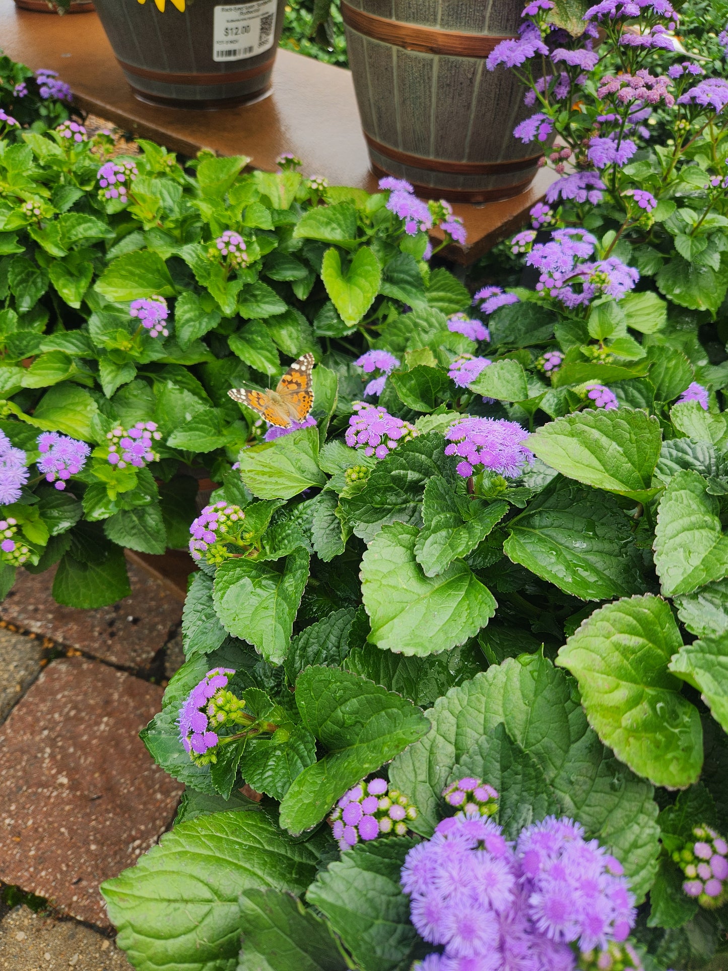 Flossflower (Ageratum)