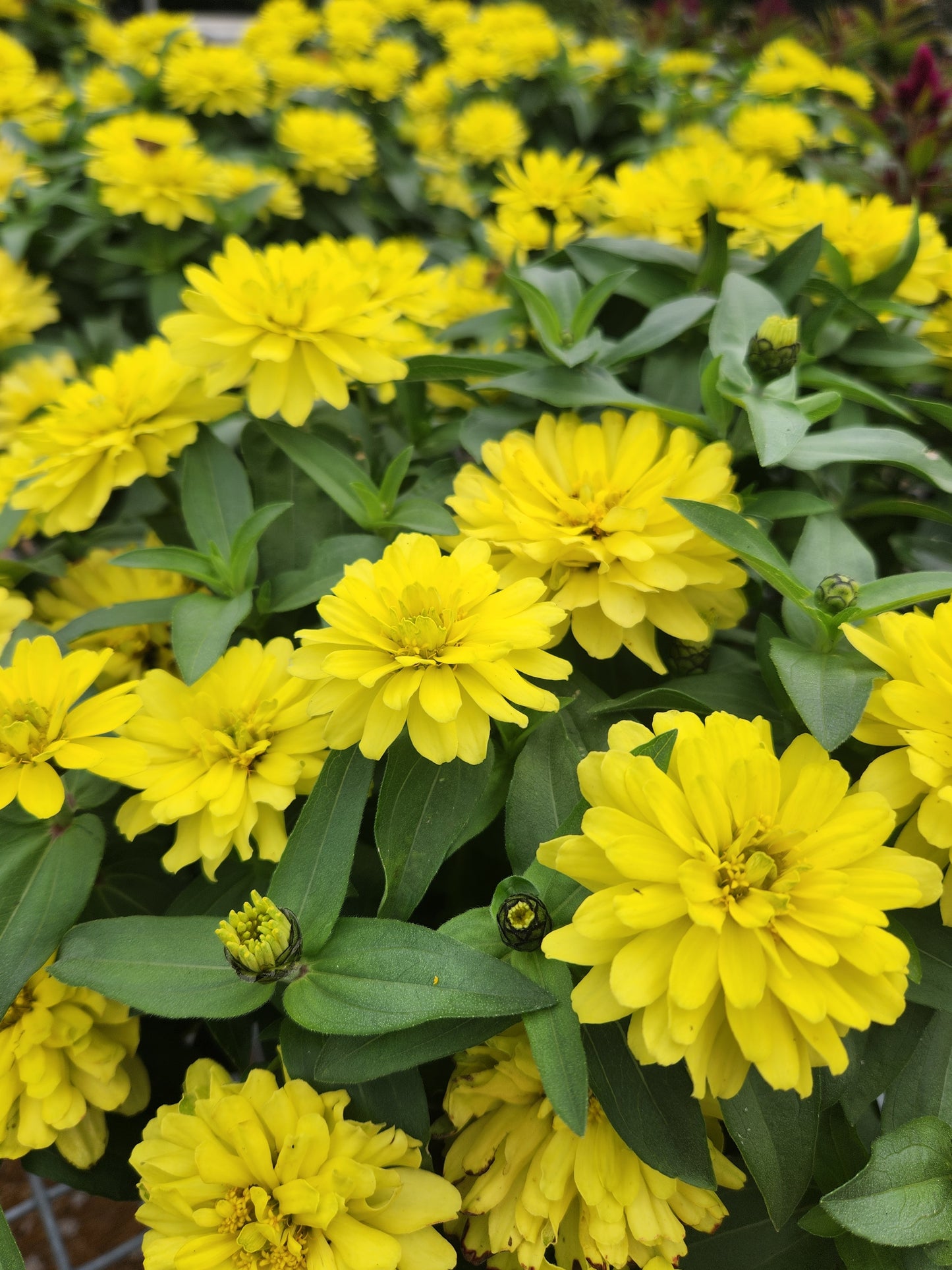 Zinnia, Magellan Series (Zinnia)