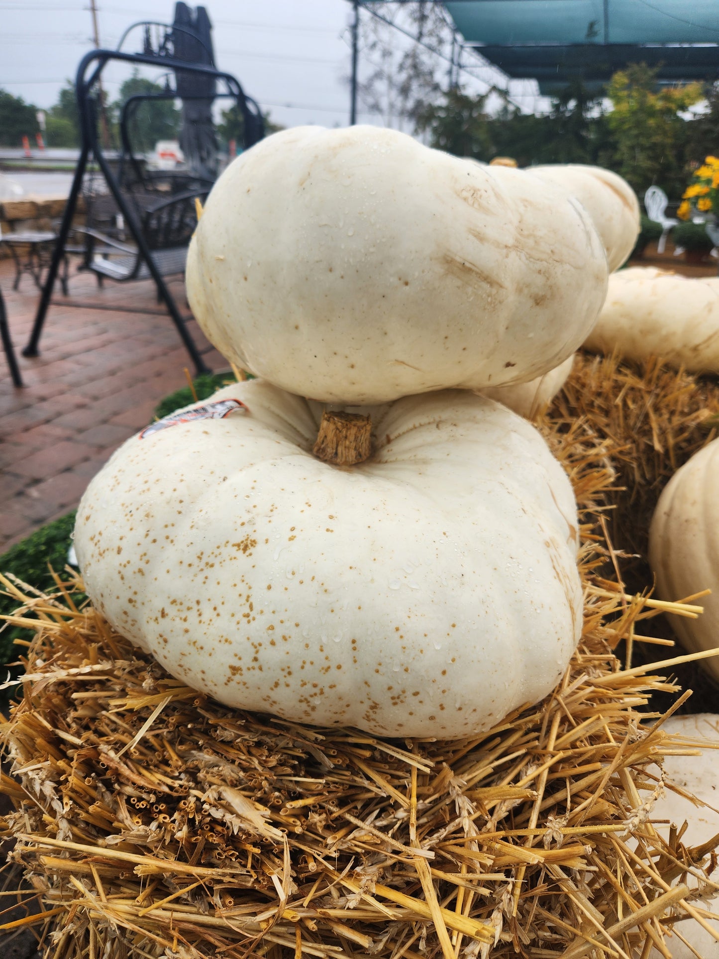 FRESH, Pumpkins Unique