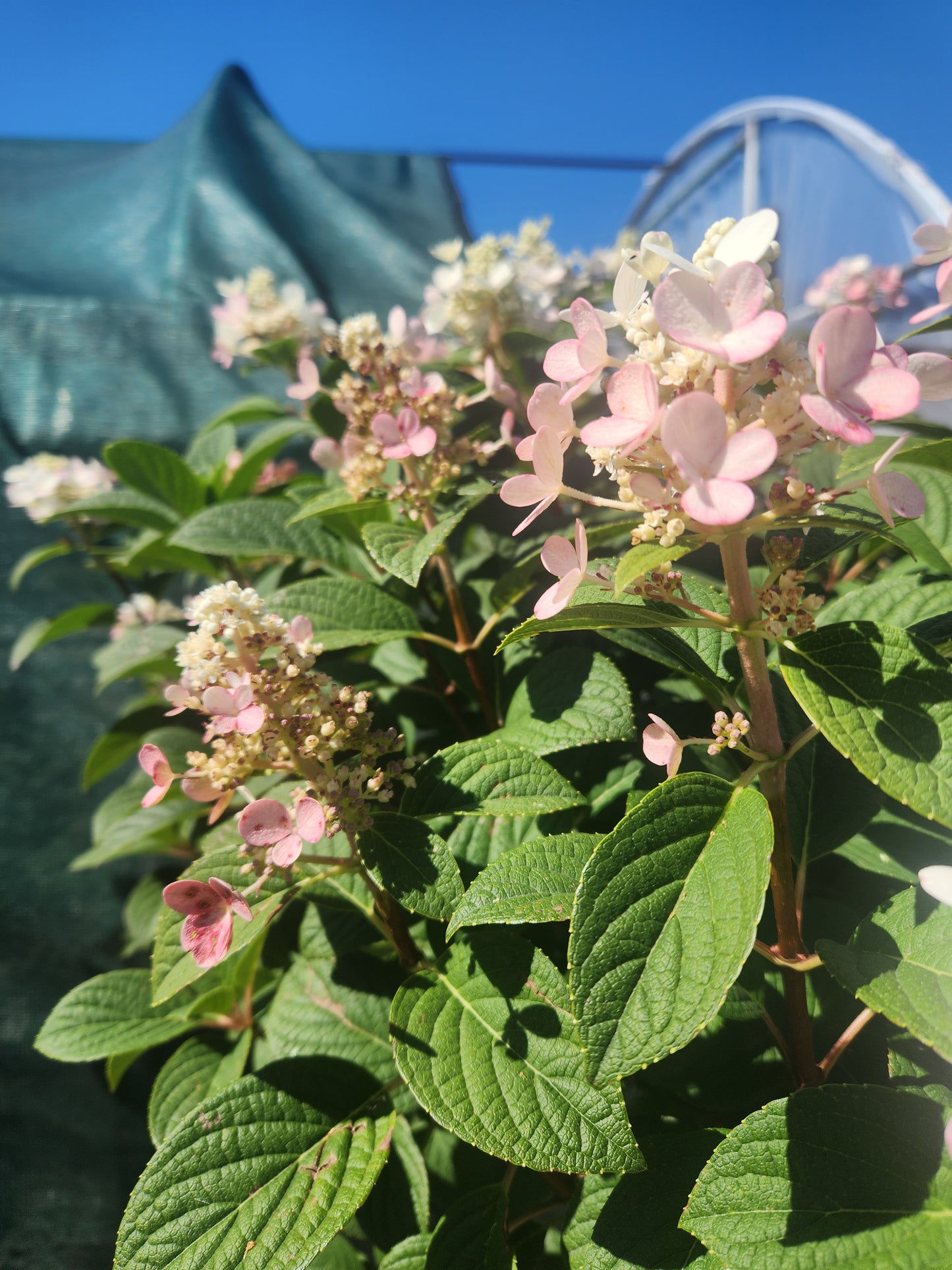 Hydrangea, Panicle 'Little QuickFire' (Hydrangea) Patio Tree