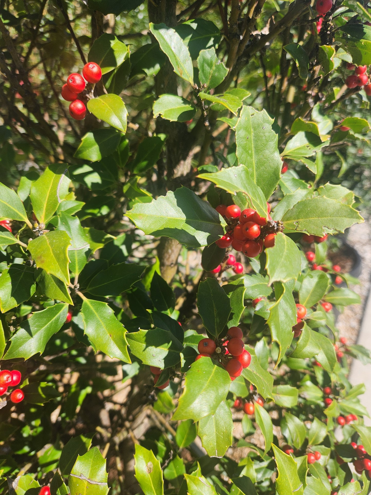 Holly, Blue Upright, Female 'Centennial Girl' (Ilex)