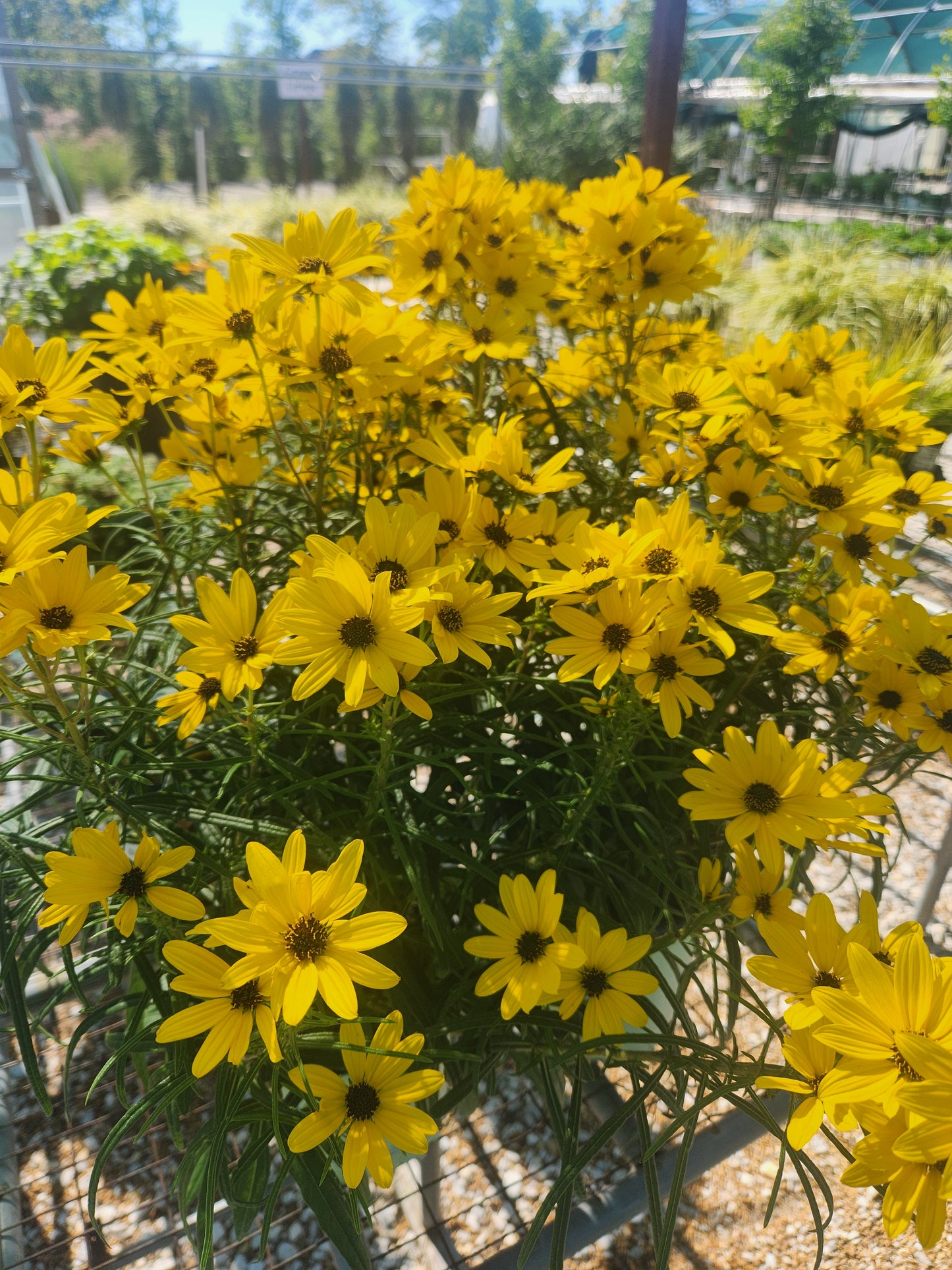 Sunflower, Willow-Leaved 'Autumn Gold' (Helianthius)