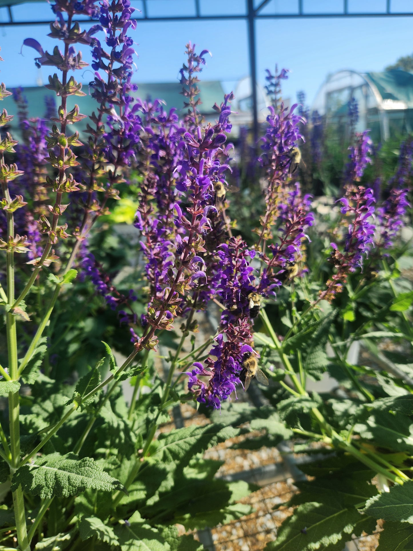 Sage, Woodland/ Meadow Dwarf 'Blue By You' (Salvia)