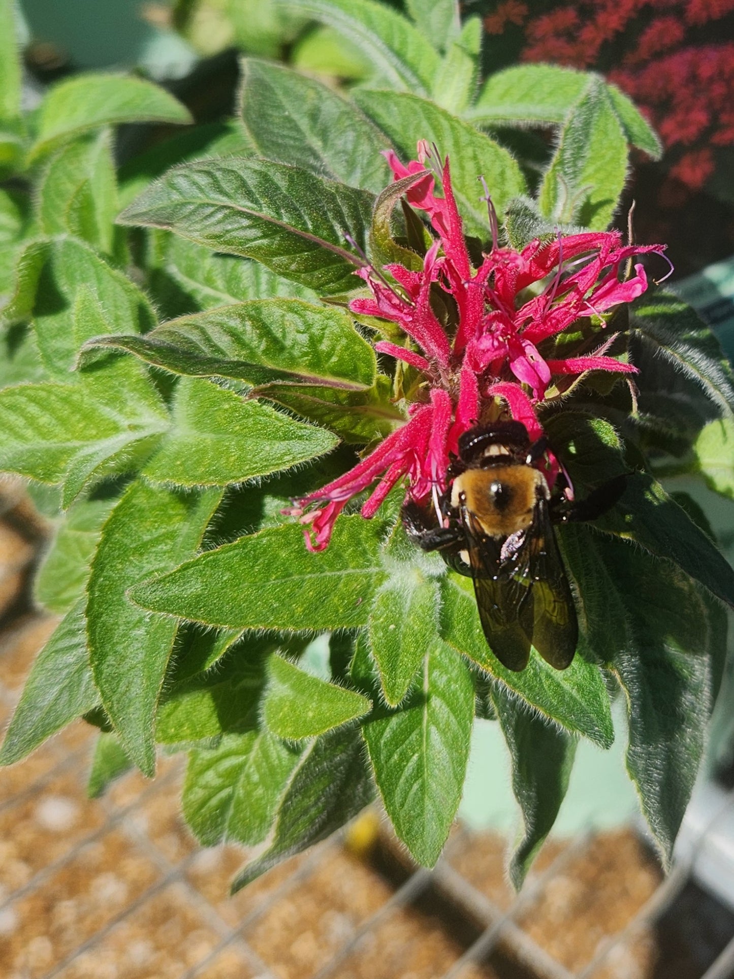 Beebalm 'Sugar Buzz Cherry Pops' (Monarda)